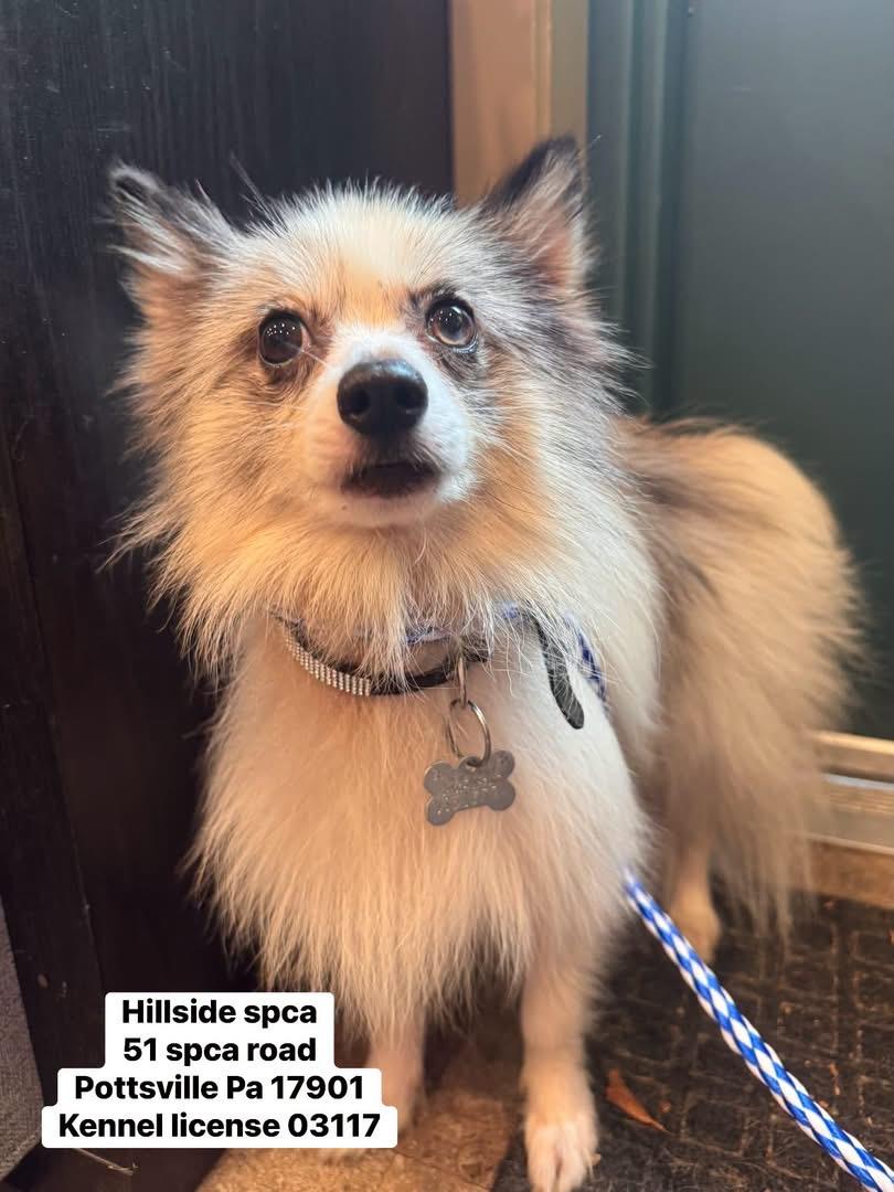 Gus, adopted, Young Male Pomeranian.