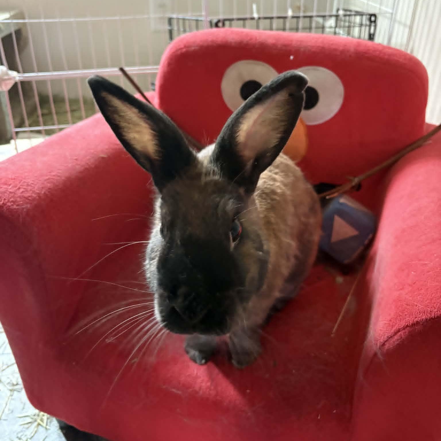 Smokey, ADOPTABLE, Adult Male Rex.