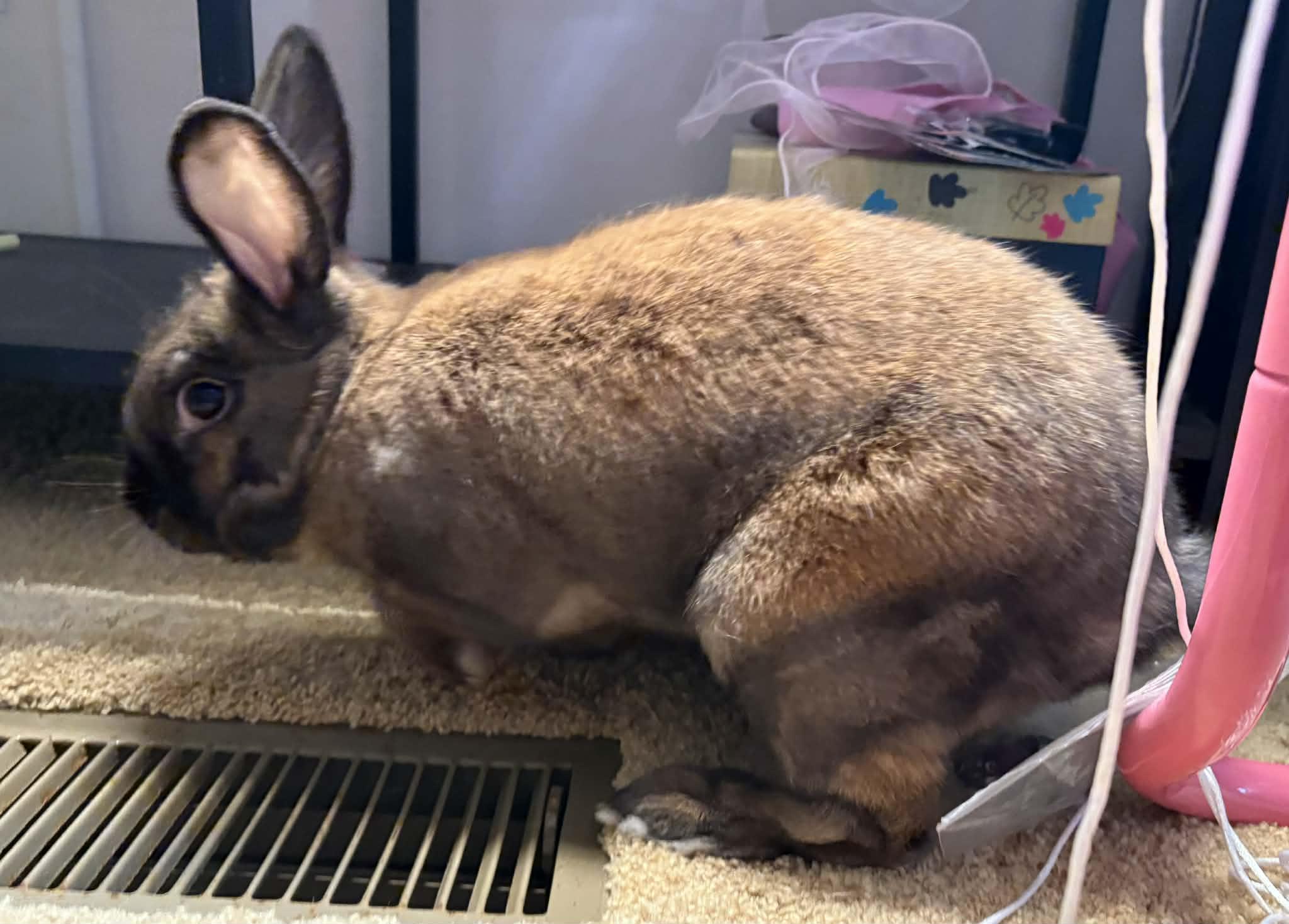 Enlarge Smokey, a ADOPTABLE Rex in Asheville, NC image 5/6