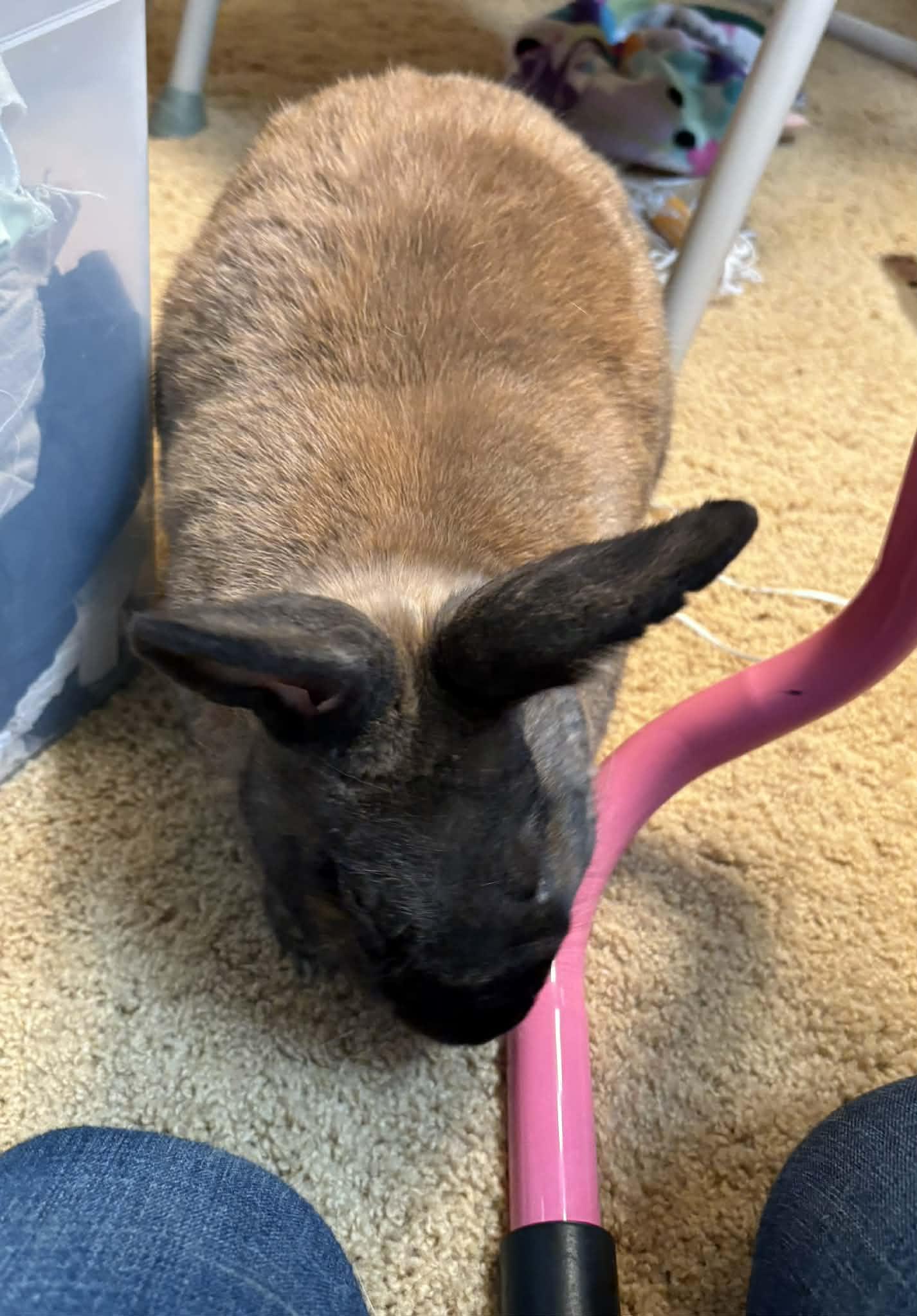 Enlarge Smokey, a ADOPTABLE Rex in Asheville, NC image 4/6