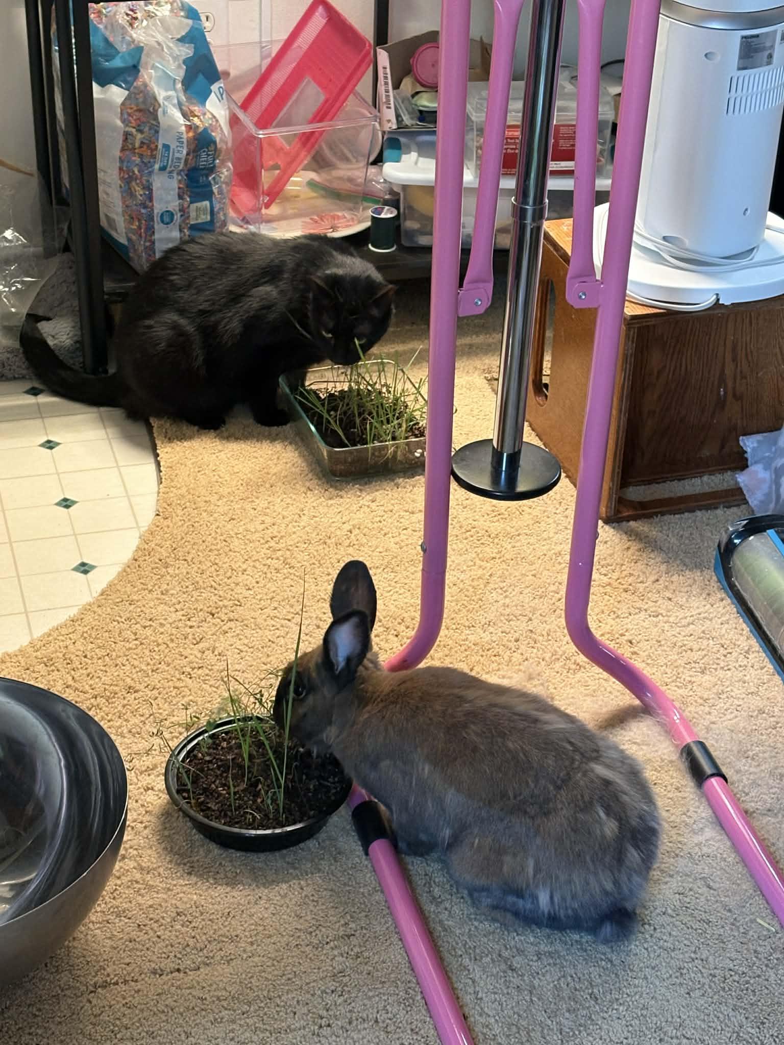 Enlarge Smokey, a ADOPTABLE Rex in Asheville, NC image 6/6