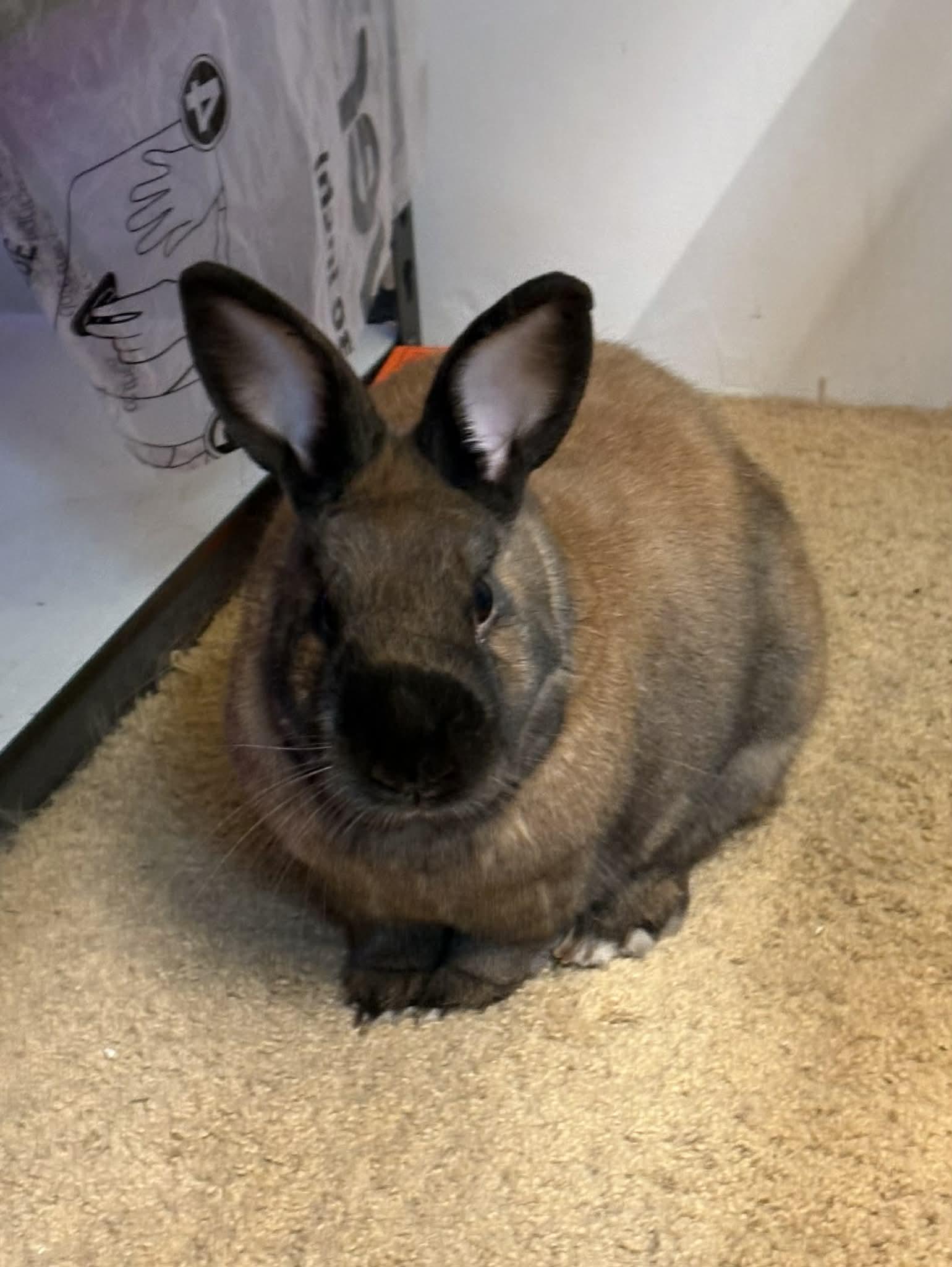 Smokey, ADOPTABLE, Adult Male Rex.
