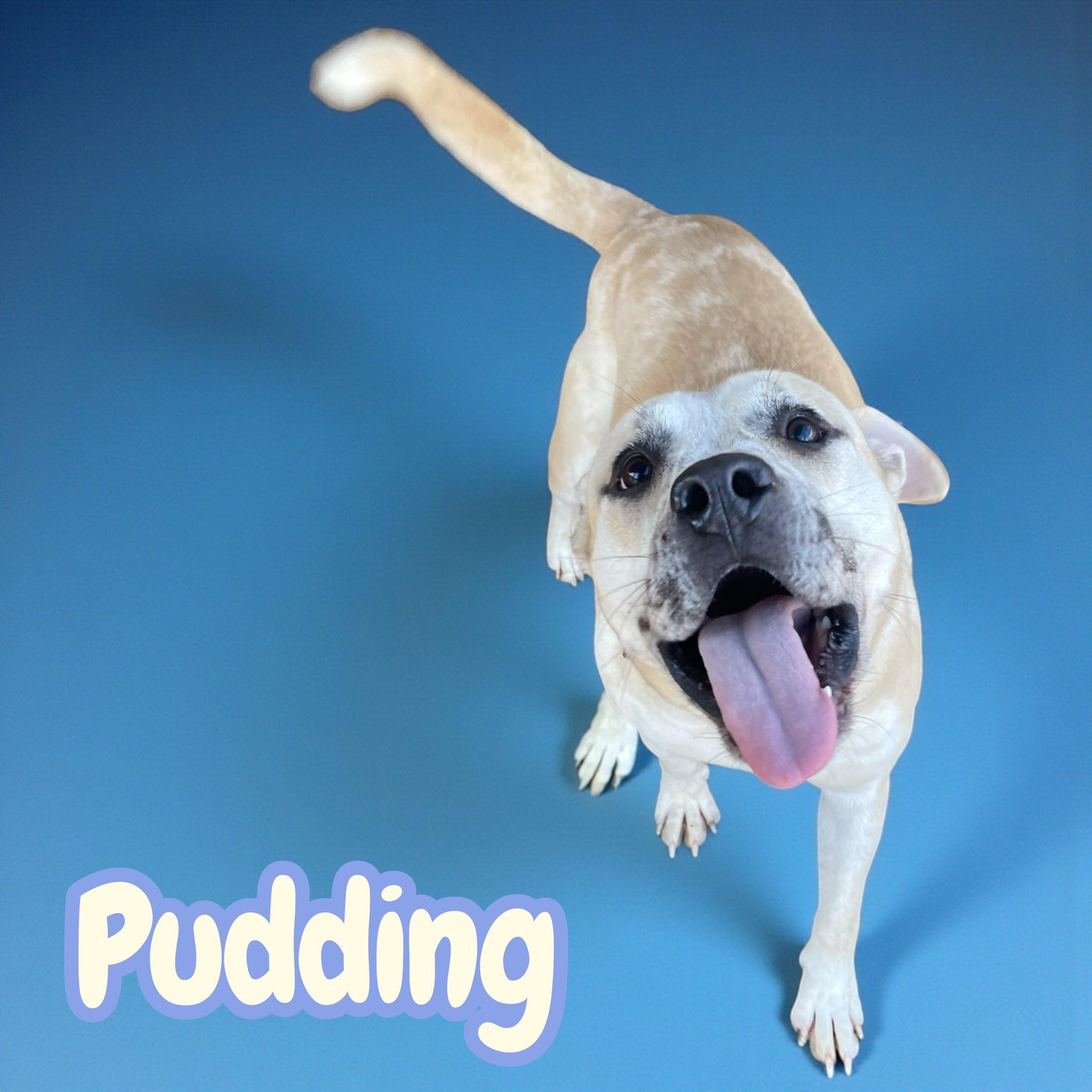 Pudding