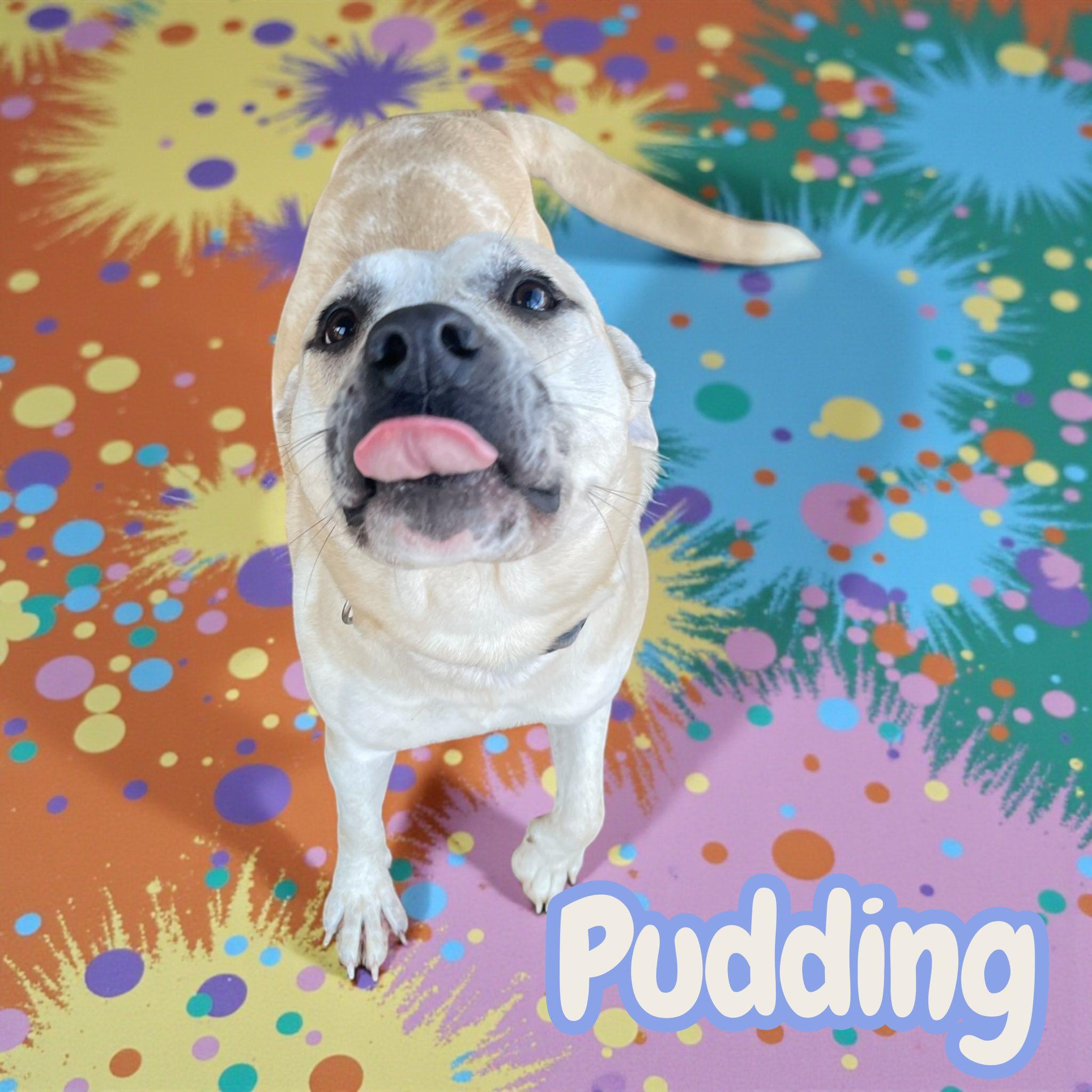 Pudding — thumbnail 2