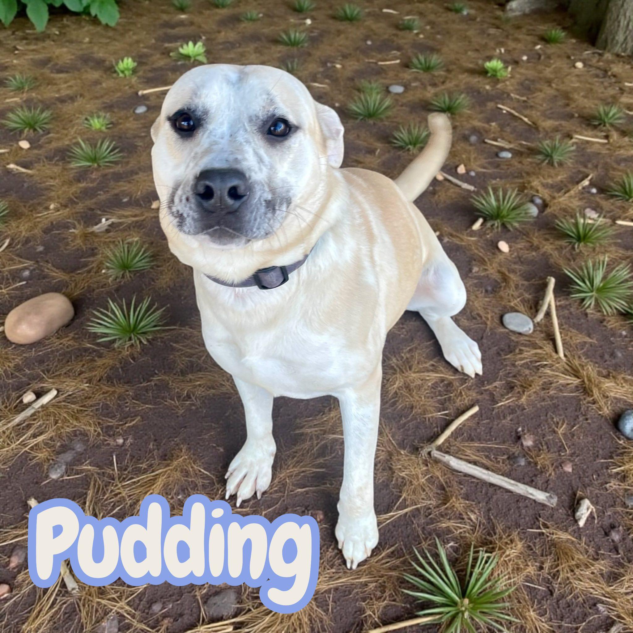 Pudding — thumbnail 3