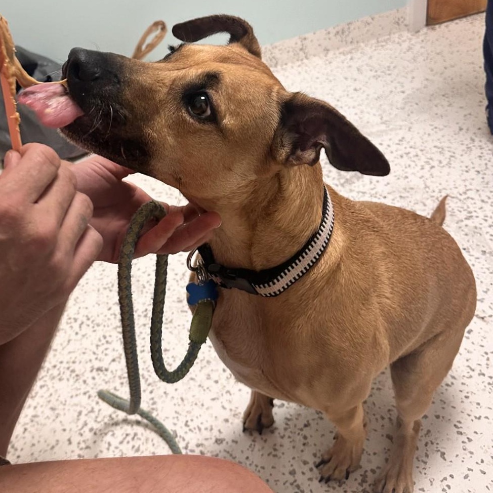 Enlarge Gumby , a ADOPTABLE mixed breed in Key Largo, FL image 3/5