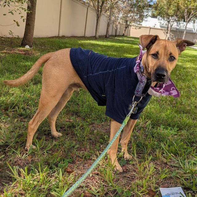 Gumby , ADOPTABLE, Young Male German Shepherd Dog & Terrier.