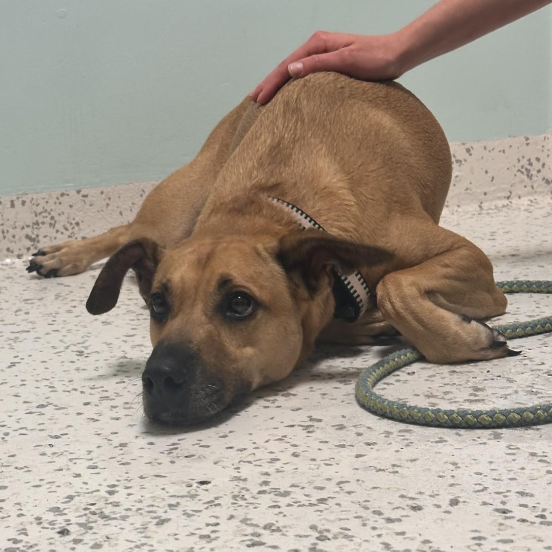 Enlarge Gumby , a ADOPTABLE mixed breed in Key Largo, FL image 2/5