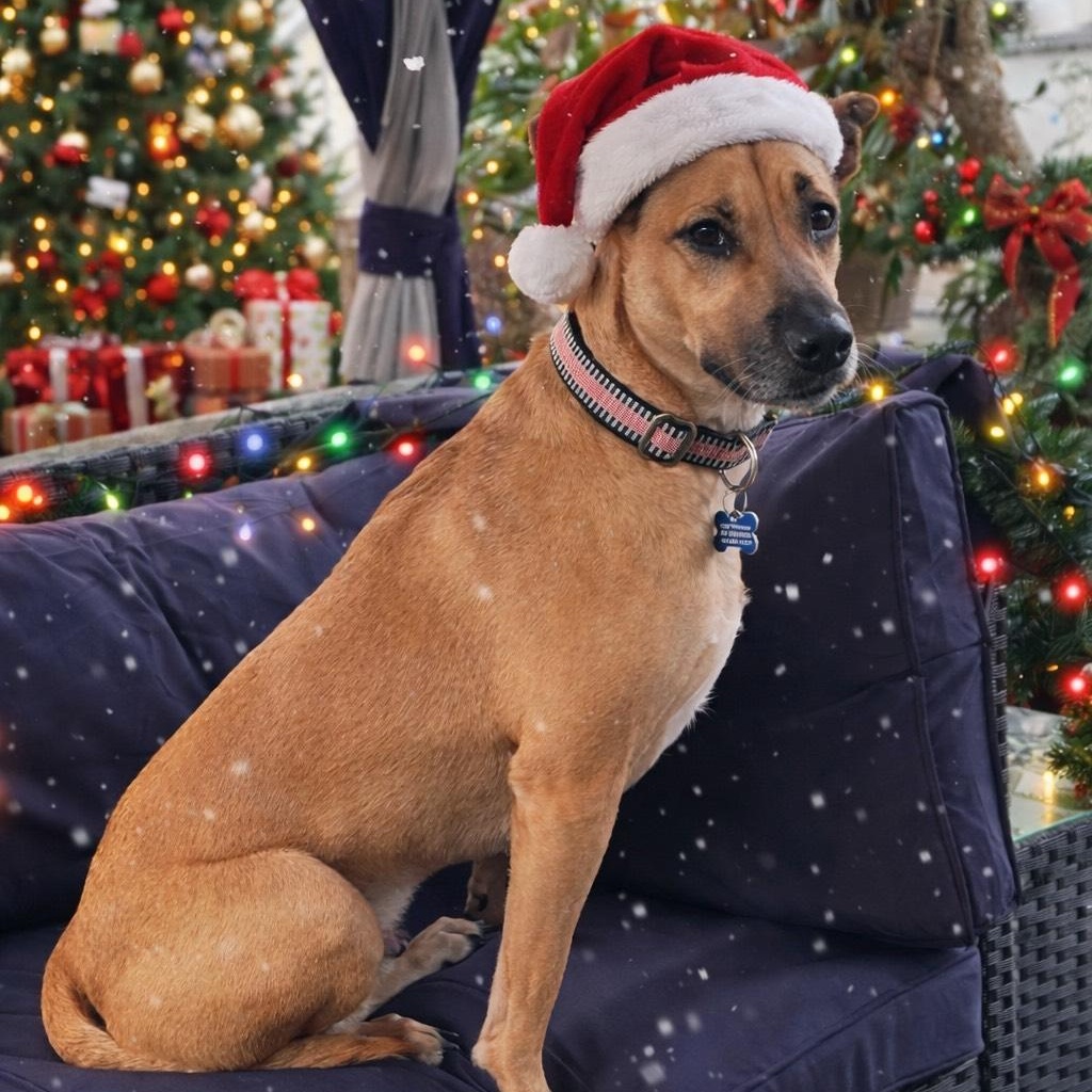 Gumby , ADOPTABLE, Young Male German Shepherd Dog & Terrier.