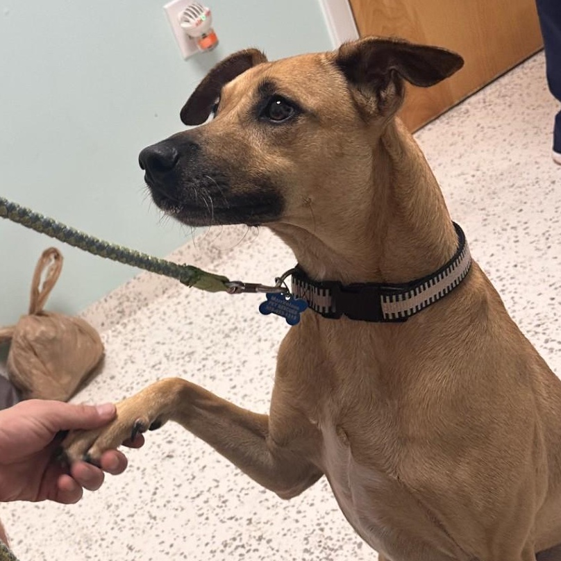 Enlarge Gumby , a ADOPTABLE mixed breed in Key Largo, FL image 5/5