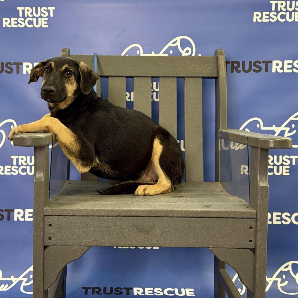 Enlarge THADIUS, a Adoptable Terrier in Berlin, NJ image 2/5