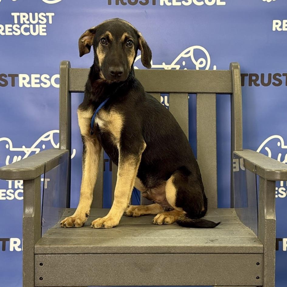 THADIUS, Adoptable, Young Male Terrier.