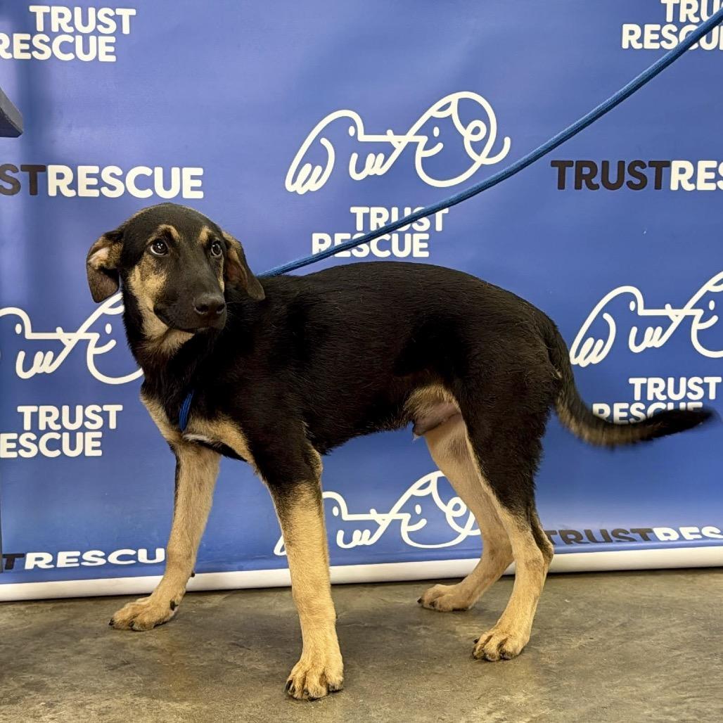 Enlarge THADIUS, a Adoptable Terrier in Berlin, NJ image 3/5
