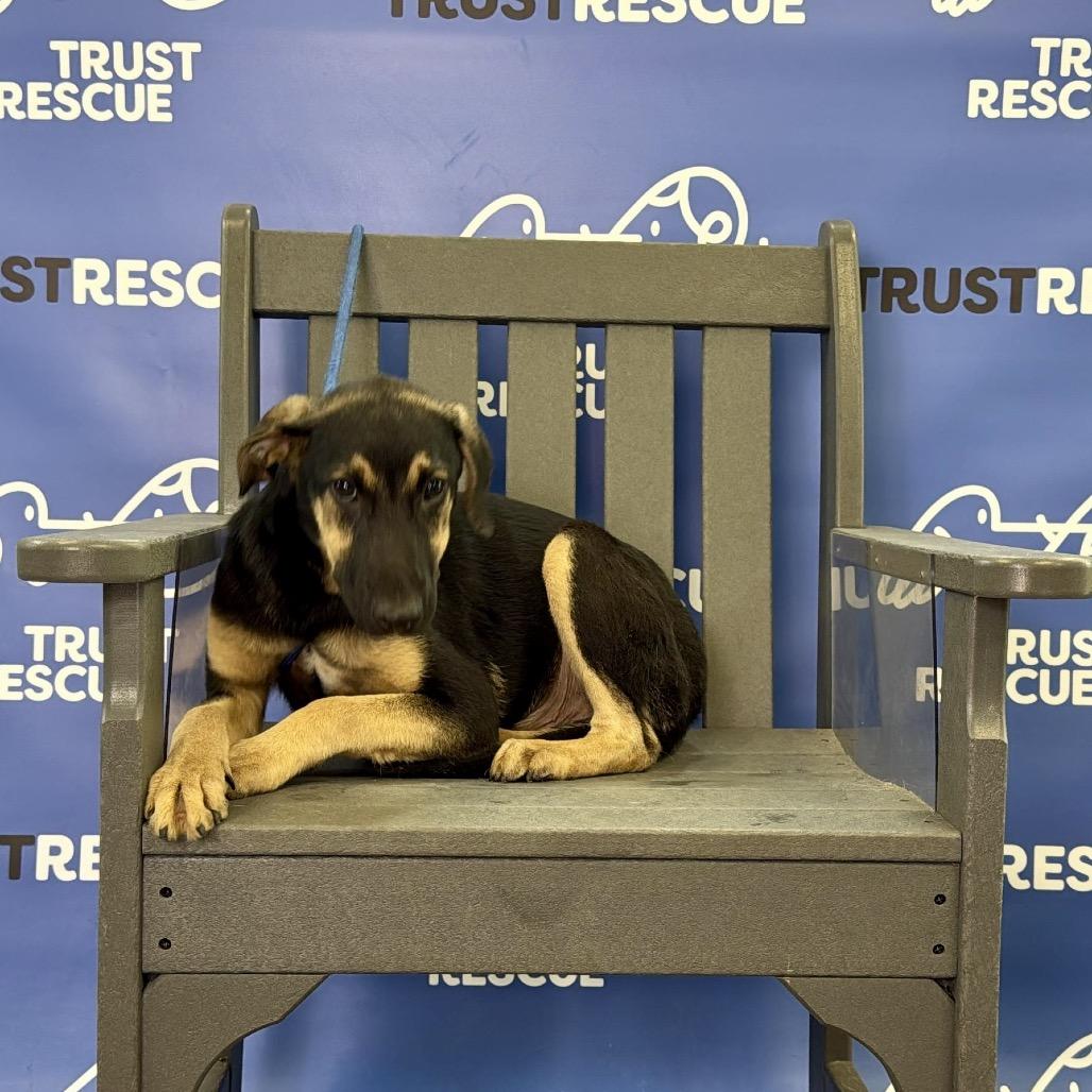 Enlarge THADIUS, a Adoptable Terrier in Berlin, NJ image 4/5