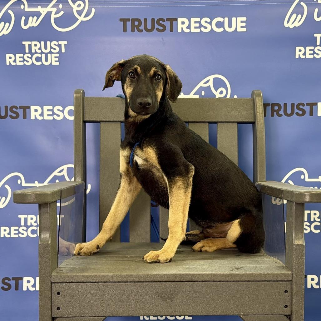 Enlarge THADIUS, a Adoptable Terrier in Berlin, NJ image 5/5