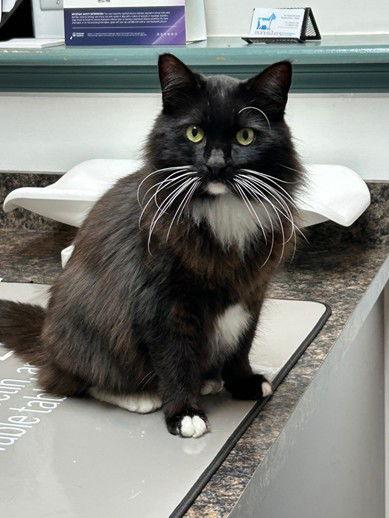 Enlarge EVAN - SHARP Dressed man, Long Hair Beauty, a Adoptable mixed breed in Atlanta, GA image 1/3