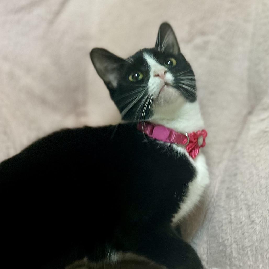 Enlarge Jelly Bean, a Adoptable mixed breed in Philadelphia, PA image 1/4