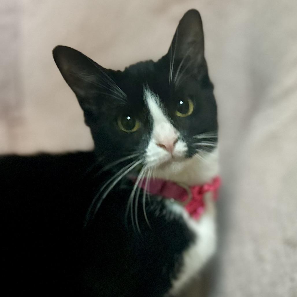 Jelly Bean, Adoptable, Young Female Domestic Short Hair & Domestic Short Hair.
