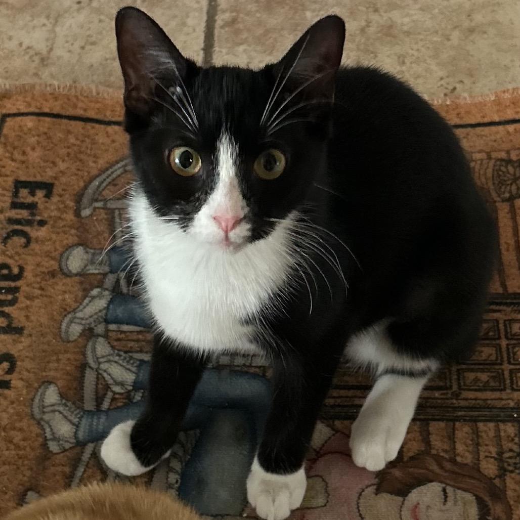 Enlarge Jelly Bean, a Adoptable mixed breed in Philadelphia, PA image 4/4