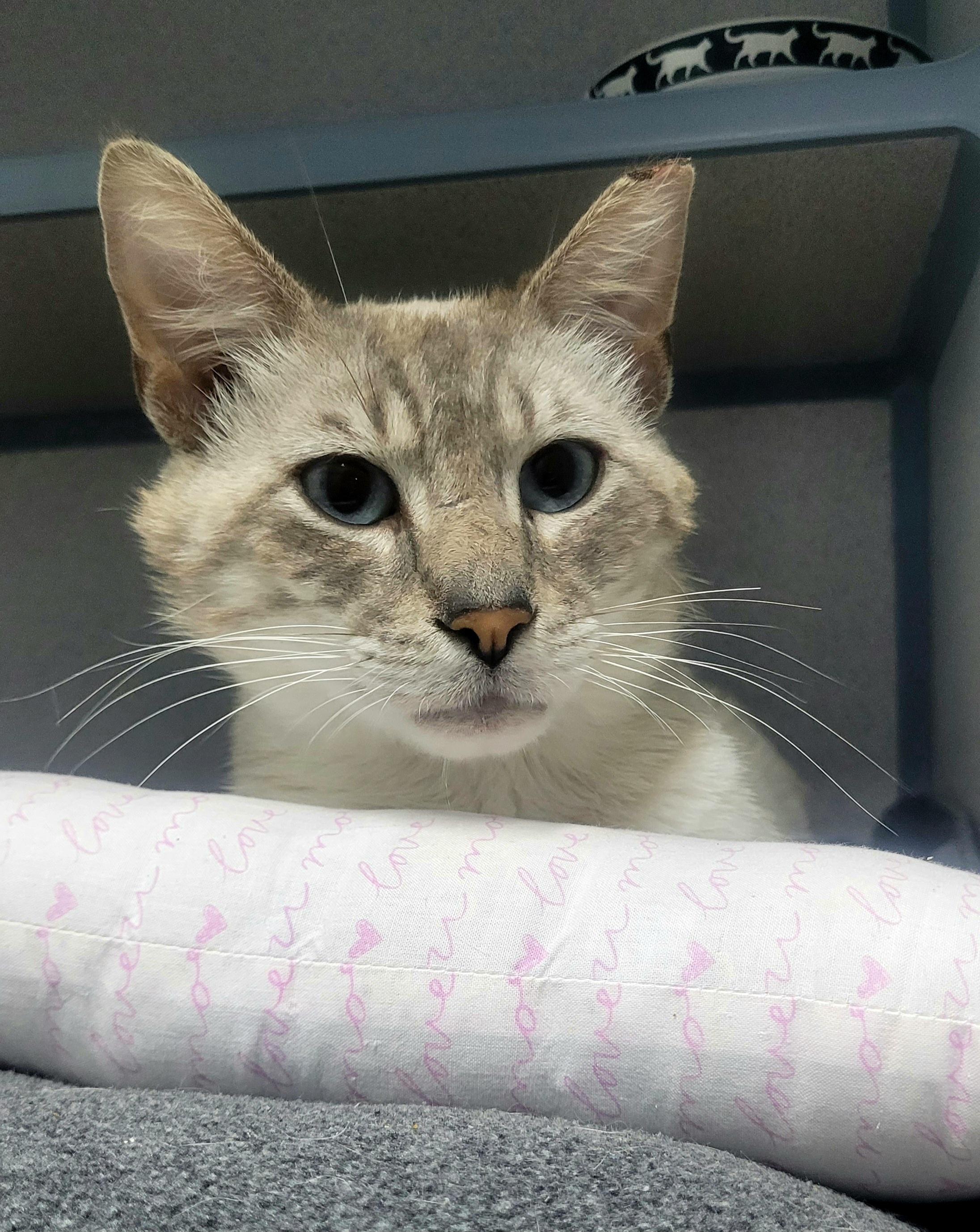 Hypoallergenic Cat Rescue: Find Your Perfect Allergy-Friendly Pet Today