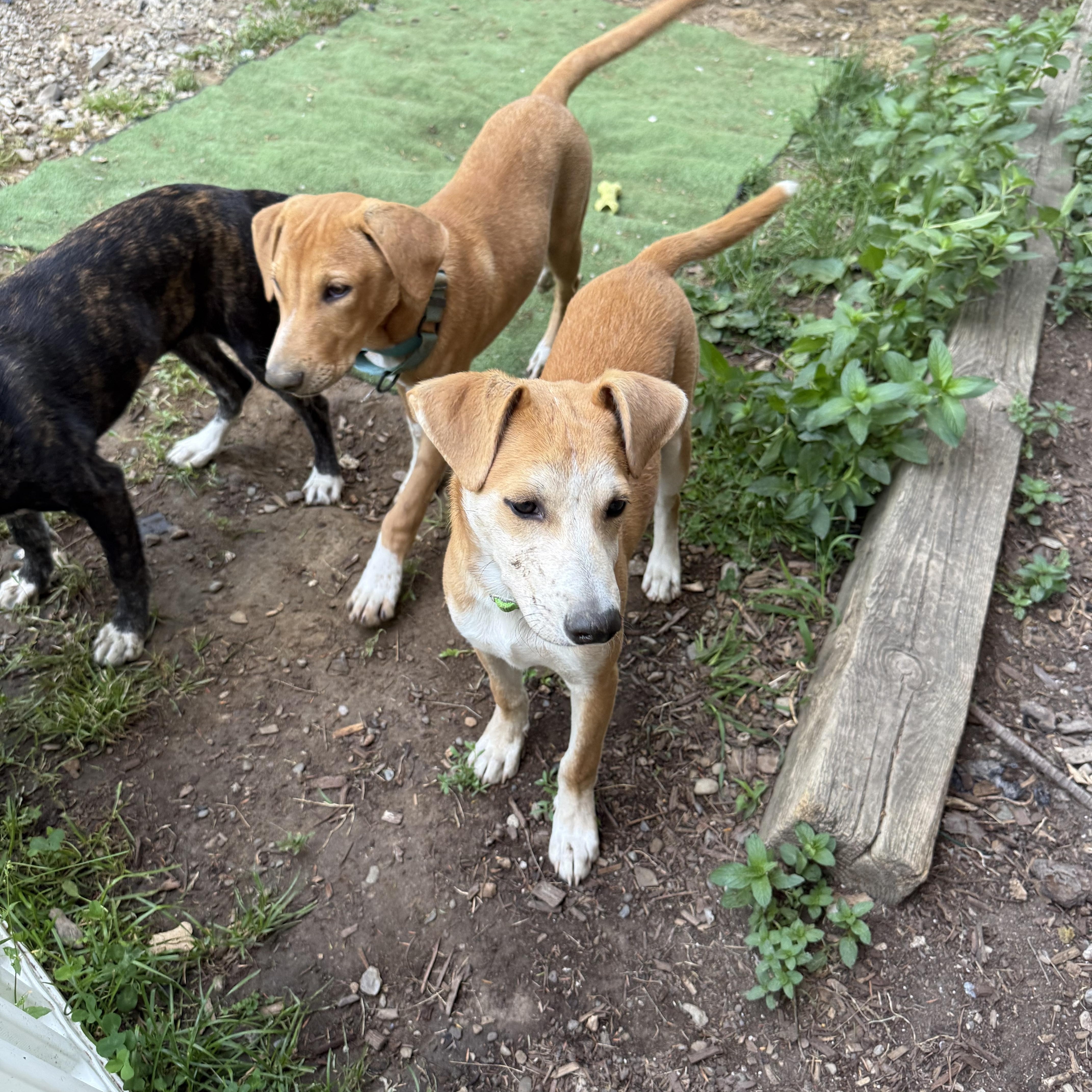 Archie, a ADOPTABLE mixed breed in Adams, MA image 3/4