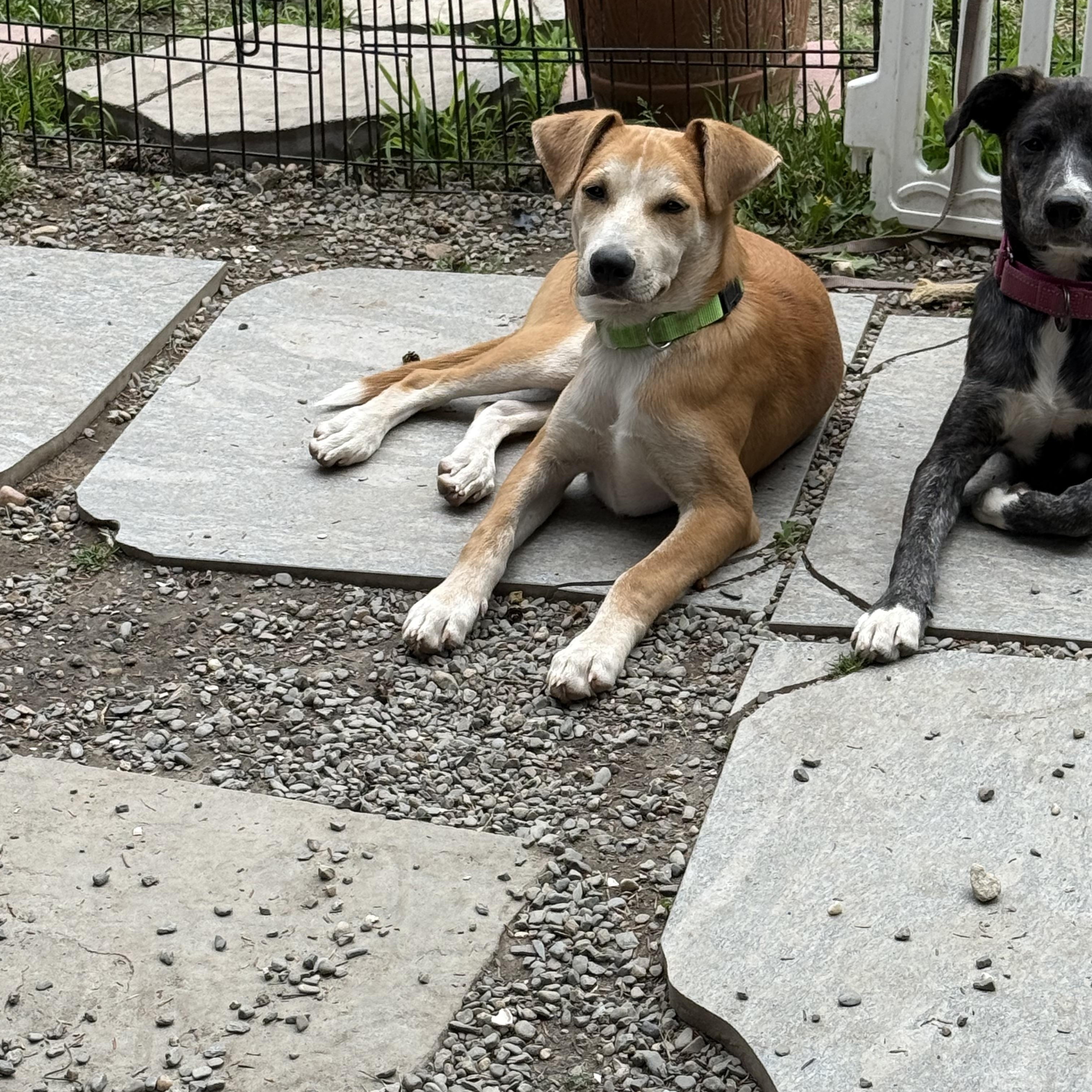 Archie, a ADOPTABLE mixed breed in Adams, MA image 2/4