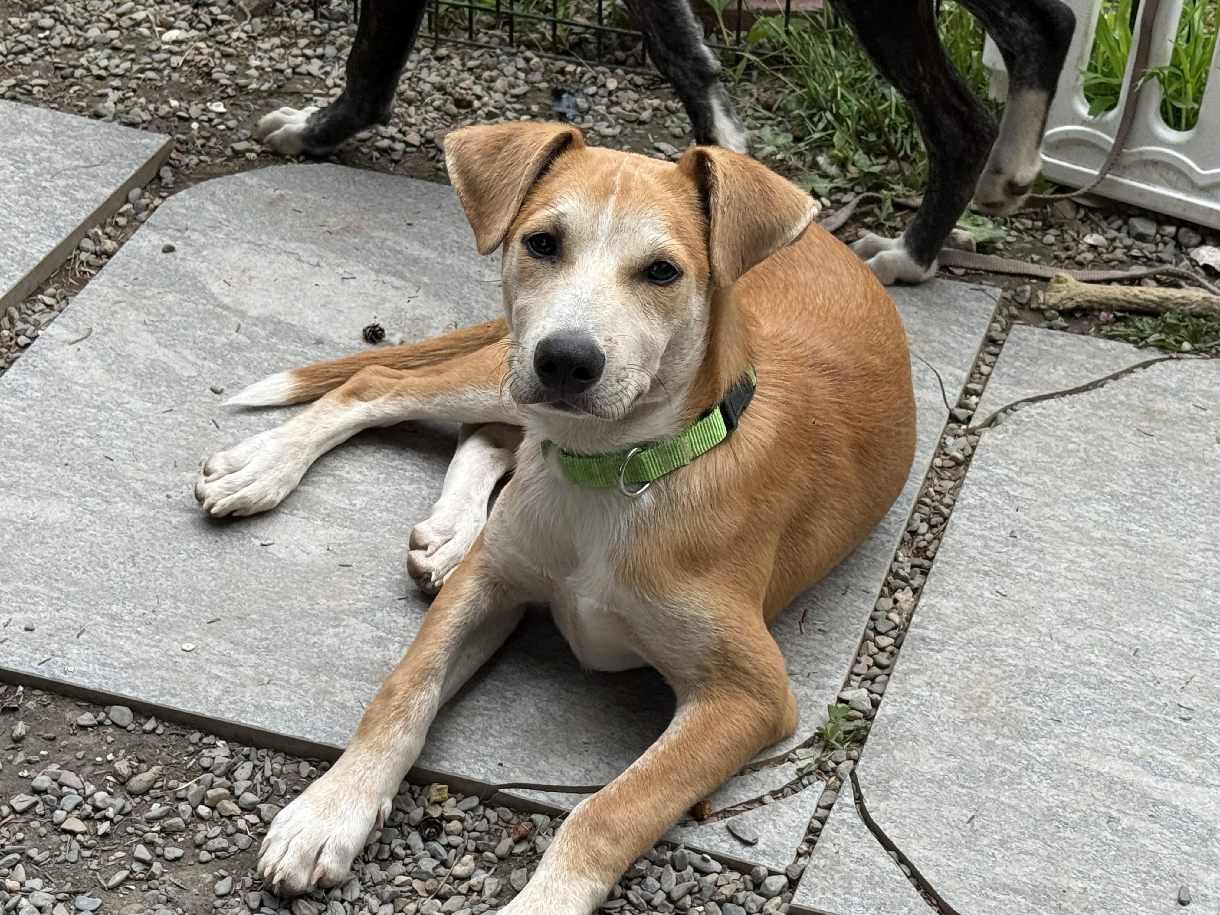Archie, ADOPTABLE, Young Male Labrador Retriever.