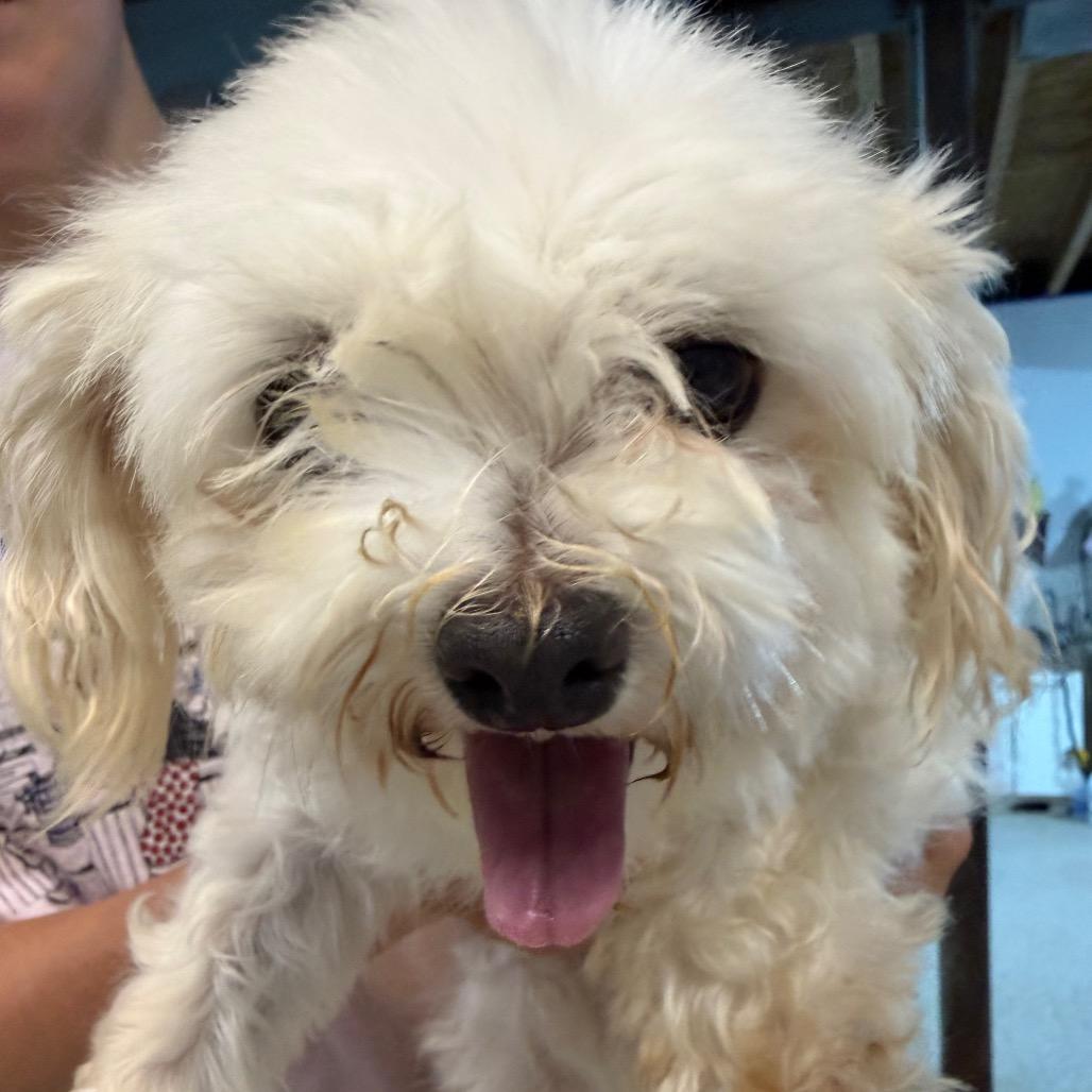 Ivory, Adoptable, Adult Female Maltese.