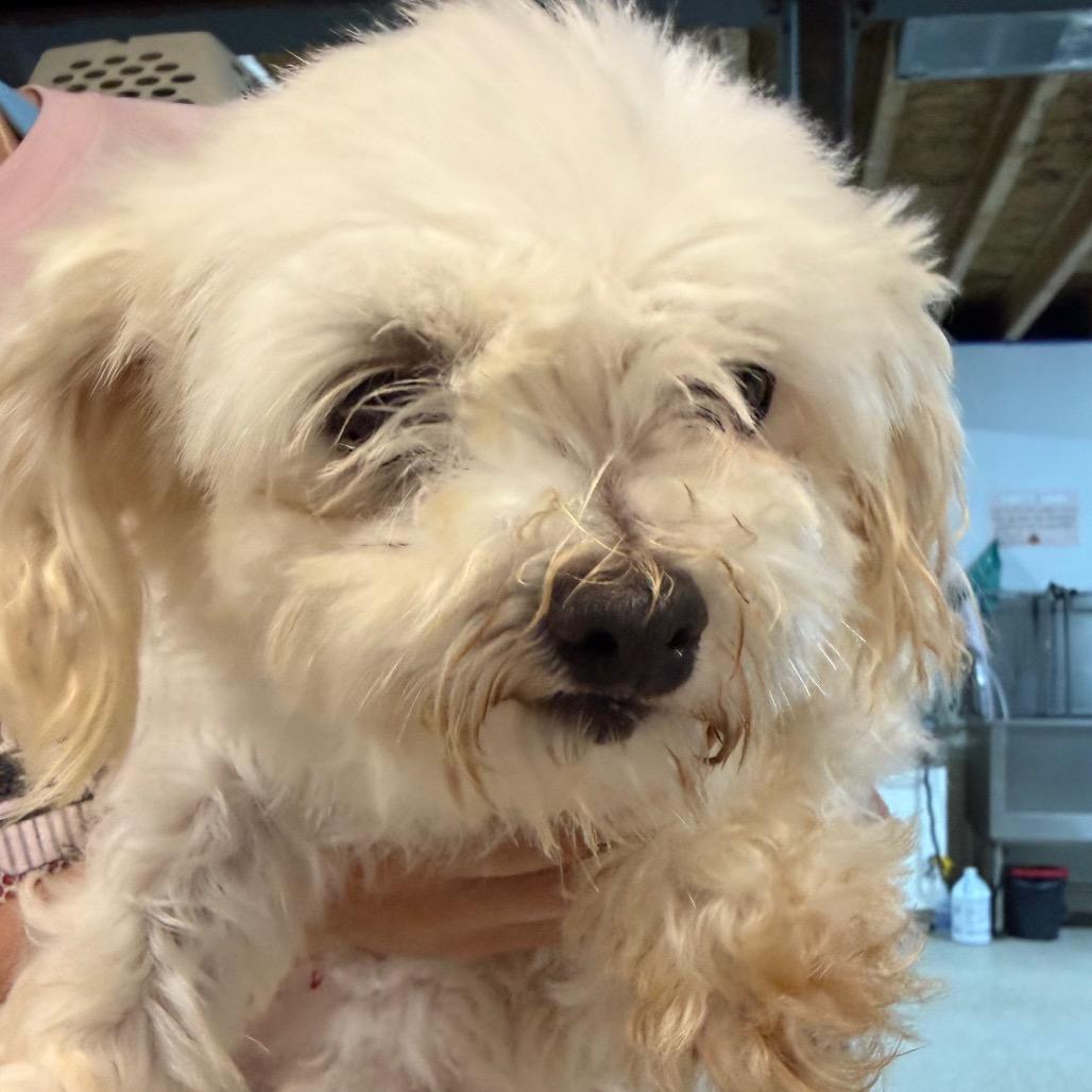 Ivory, a Adoptable Maltese in West Chester, PA image 2/3