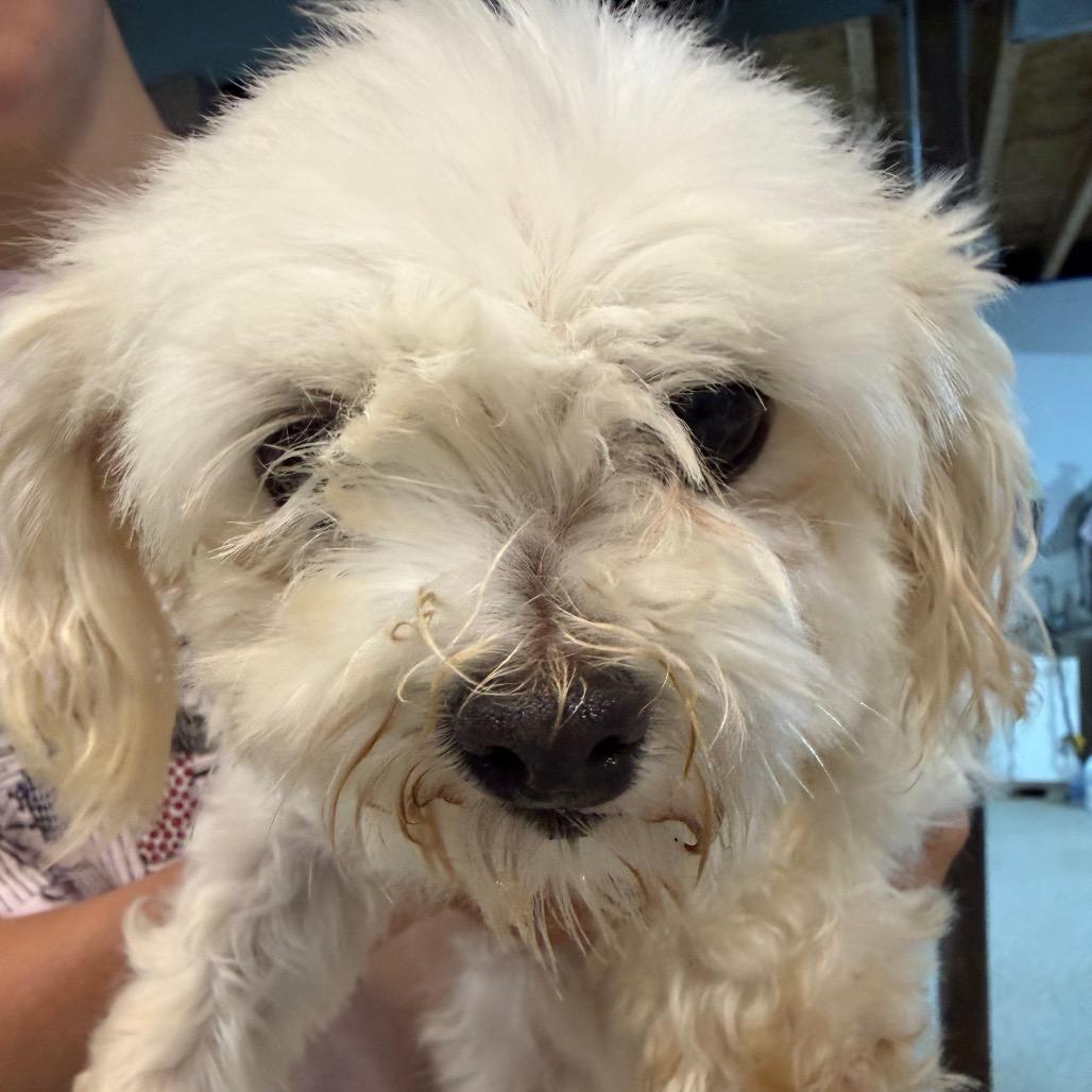 Ivory, a Adoptable Maltese in West Chester, PA image 3/3