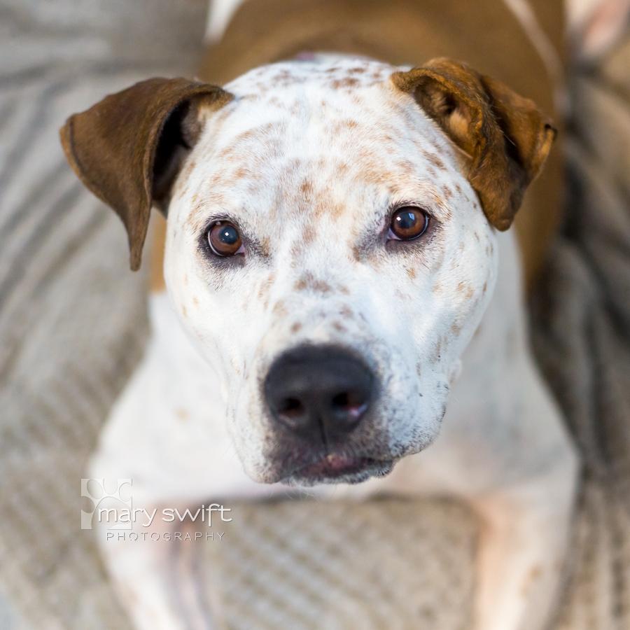 Enlarge Milo, a Adoptable Mixed Breed in Reisterstown, MD image 2/3