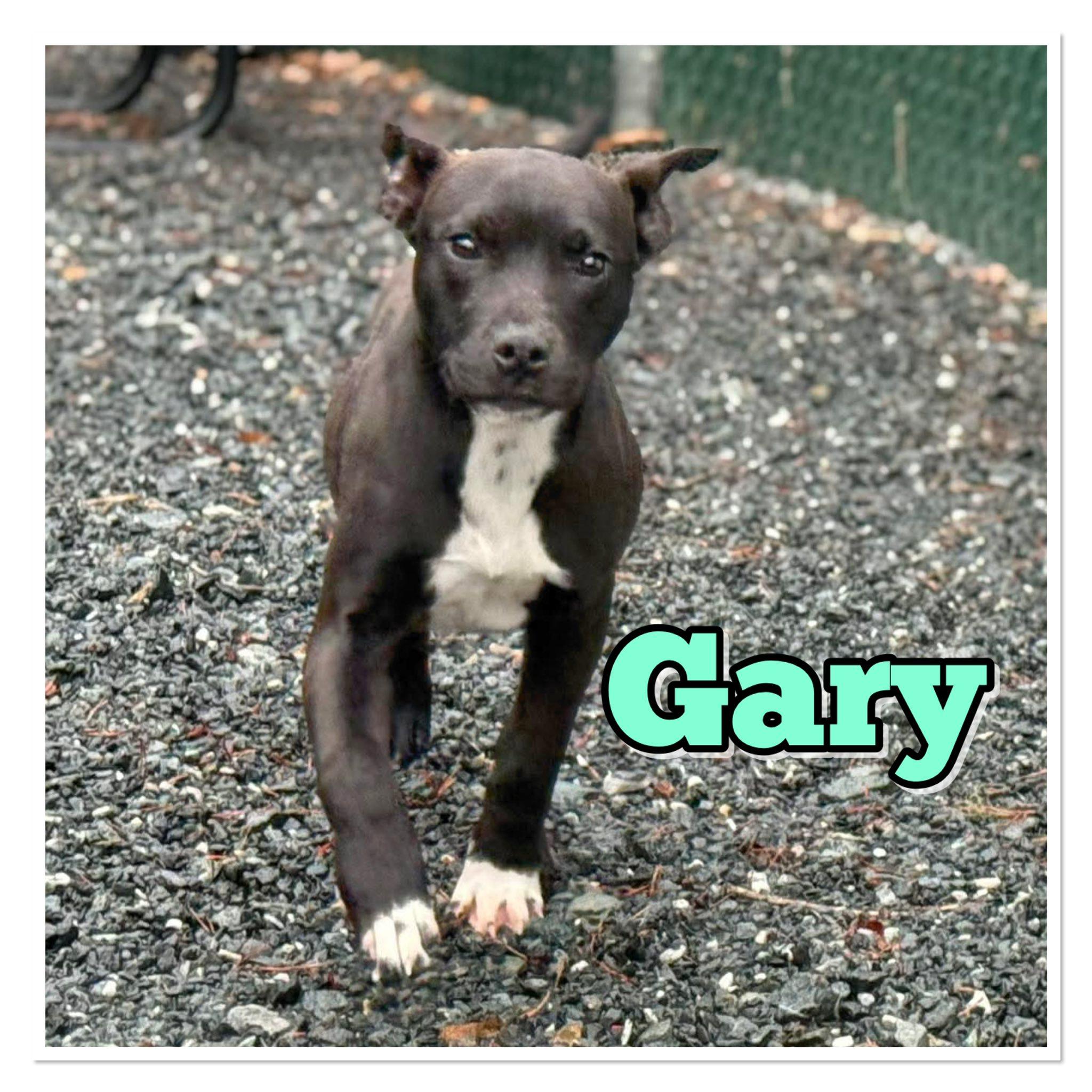 Gary, ADOPTABLE, Young Male Mixed Breed.