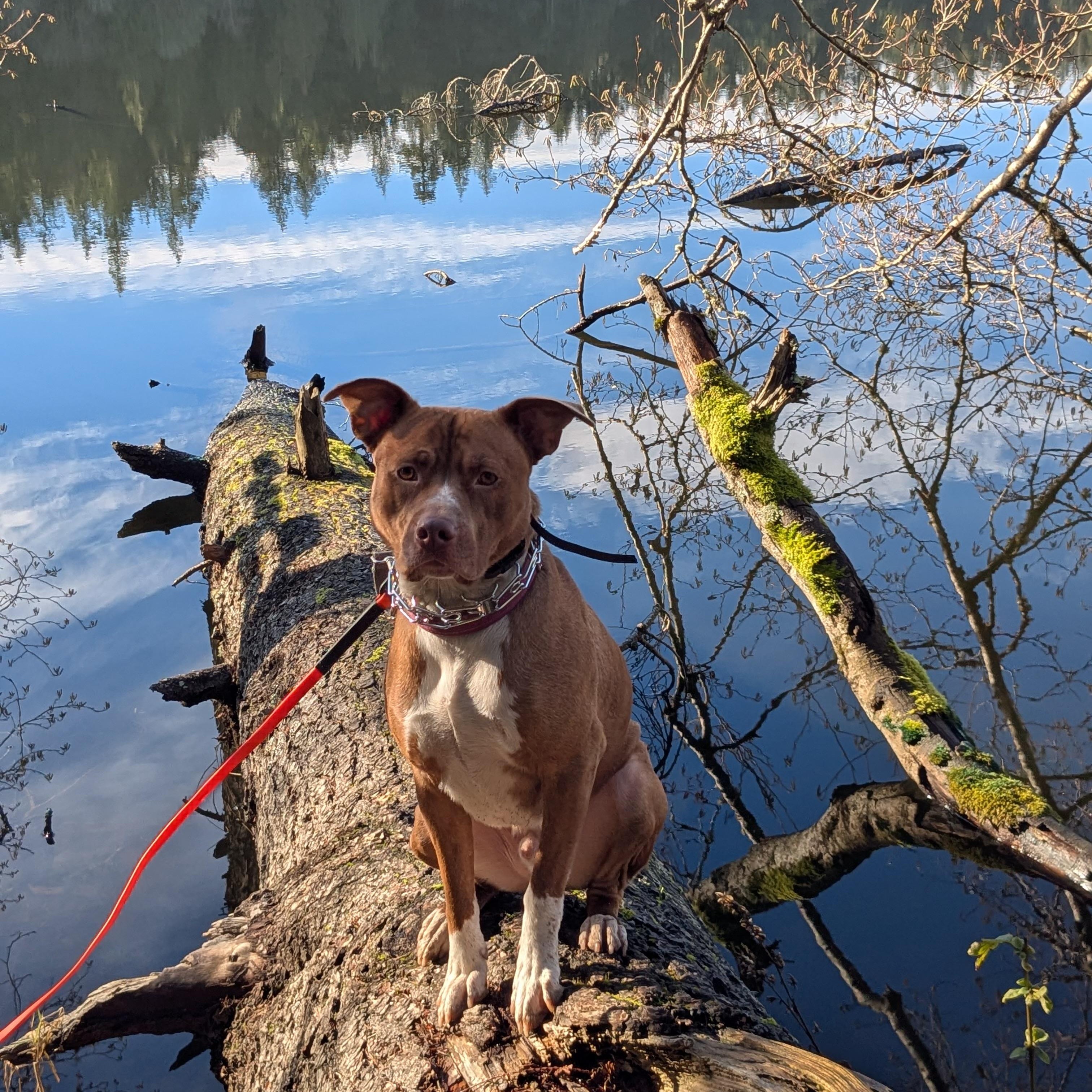 Enlarge Tazz, a Adoptable mixed breed in Bellingham, WA image 2/3