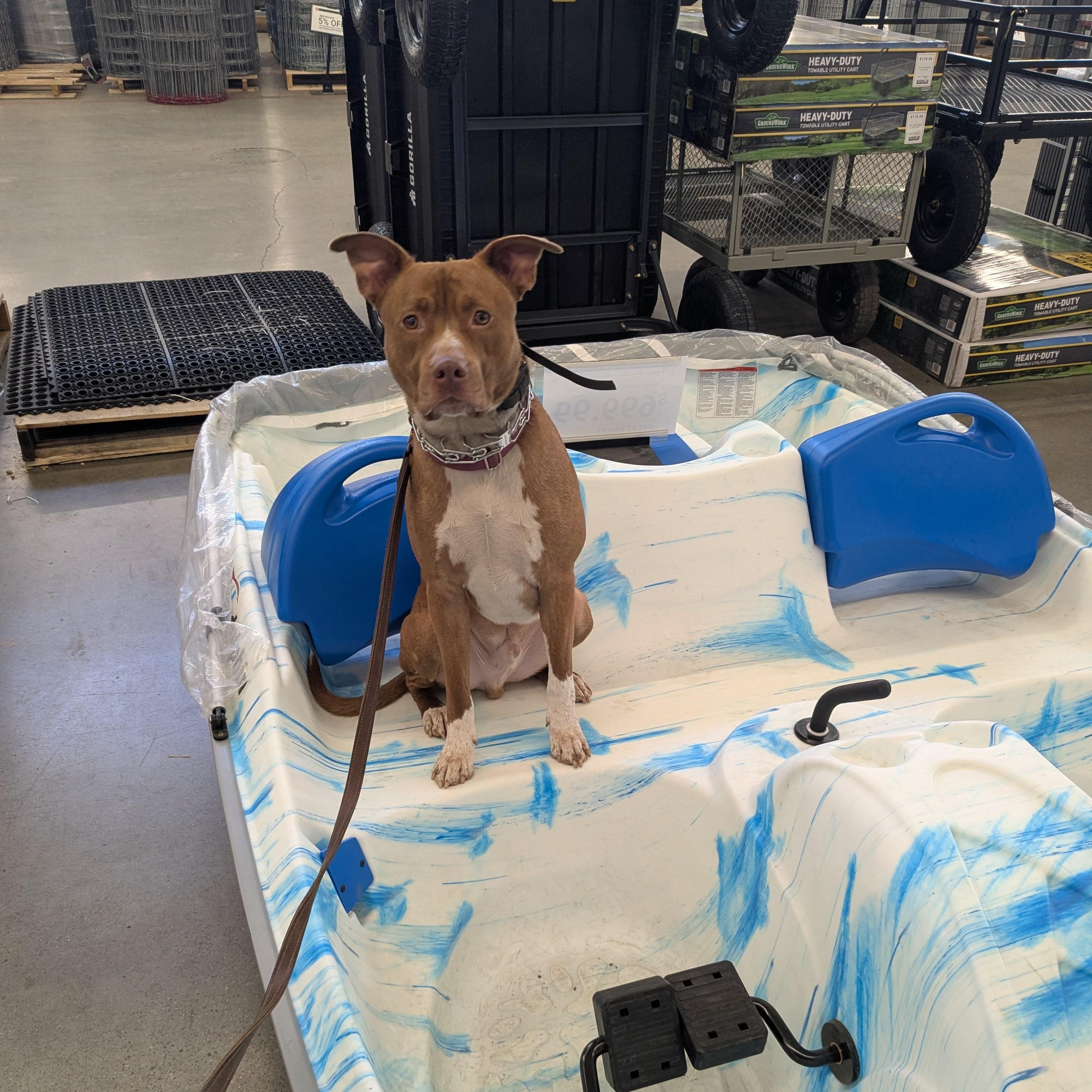 Enlarge Tazz, a Adoptable mixed breed in Bellingham, WA image 3/3