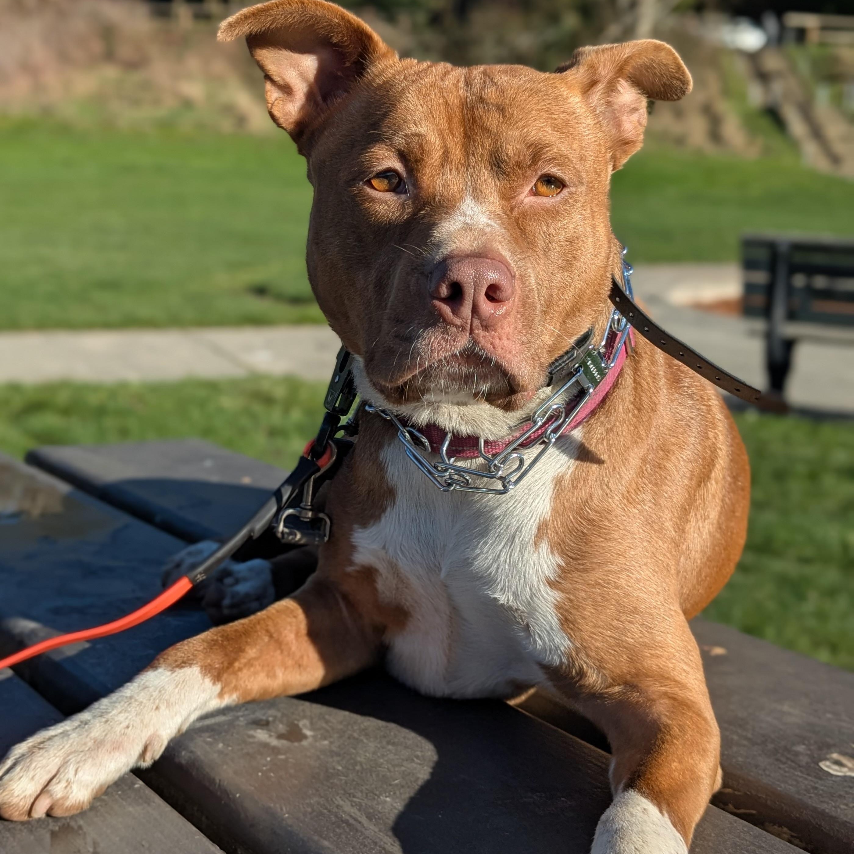 Enlarge Tazz, a Adoptable mixed breed in Bellingham, WA image 1/3
