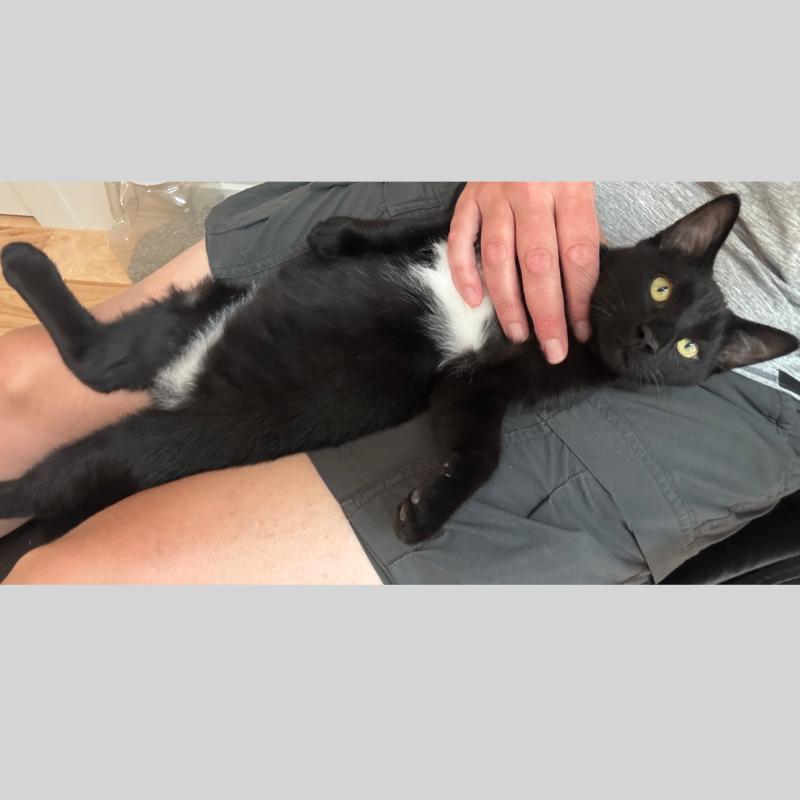 Enlarge Moose, a Adoptable Domestic Short Hair in Fort Collins, CO image 1/6