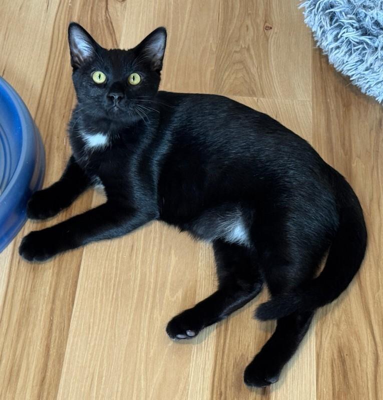 Enlarge Moose, a Adoptable Domestic Short Hair in Fort Collins, CO image 6/6