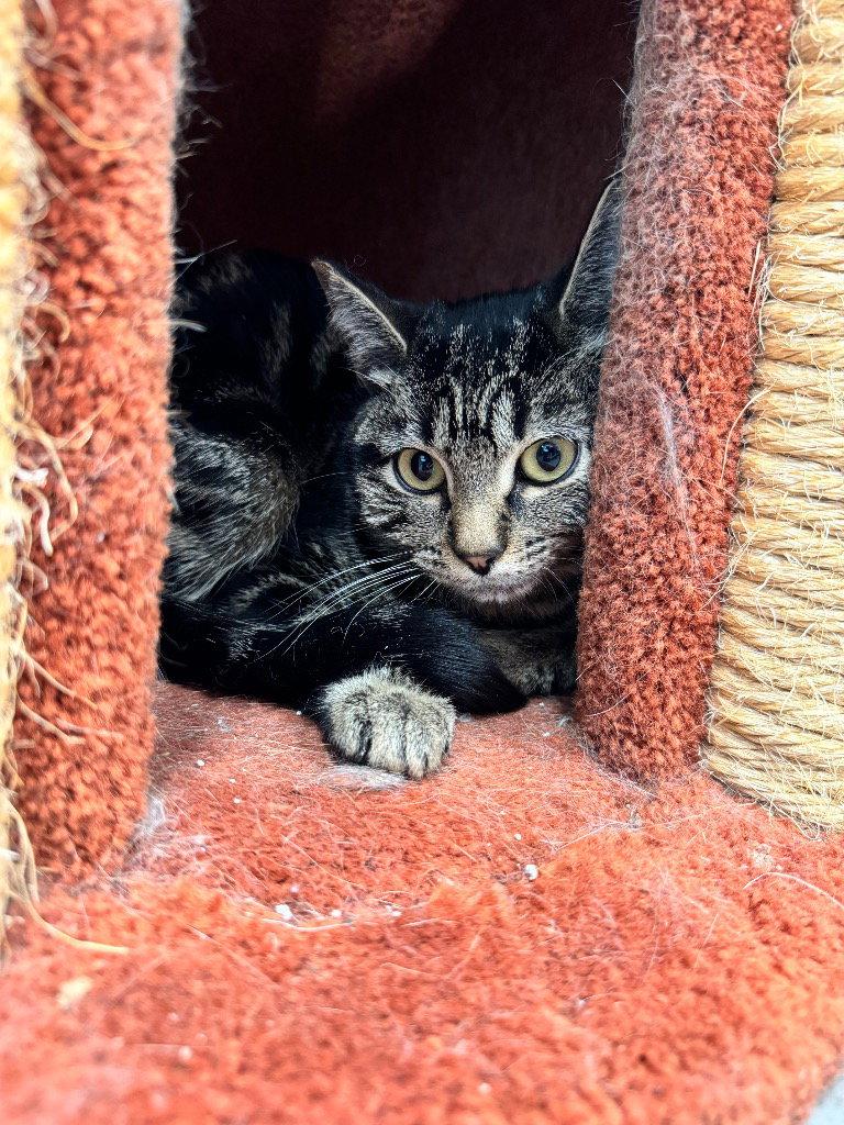 Enlarge Lira, a Adoptable Tabby in Emmett, ID image 1/1