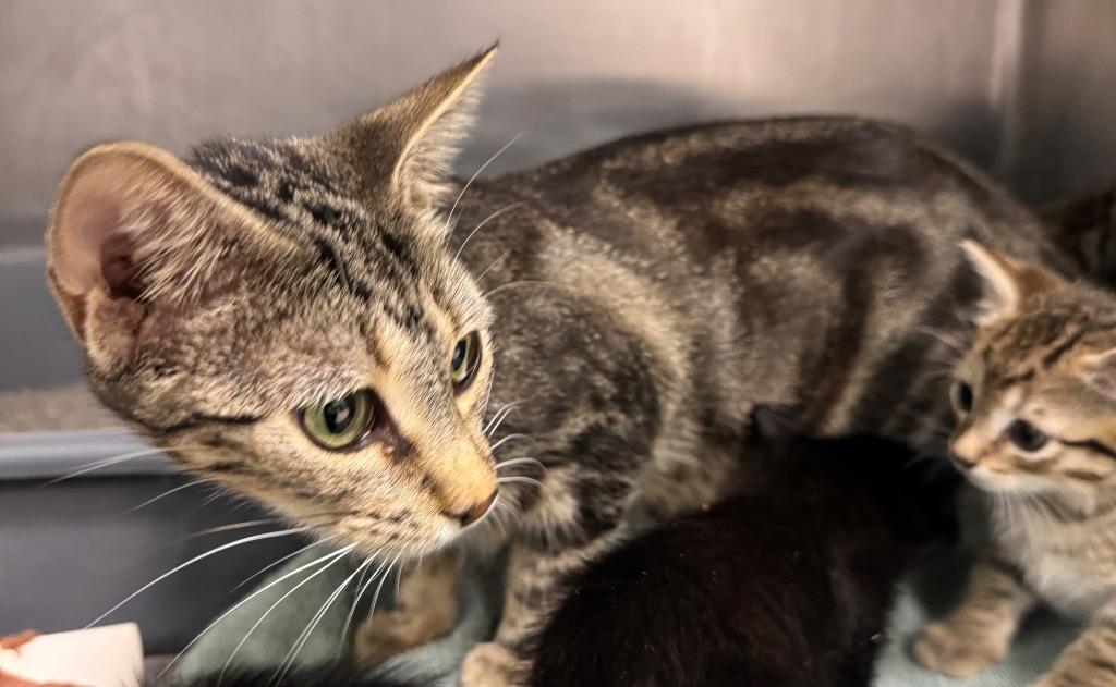 Olive, Adoptable, Young Female Domestic Short Hair.