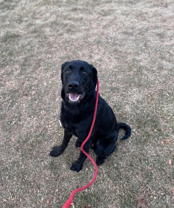 Cato, Adoptable, Young Male Black Labrador Retriever & Labrador Retriever.