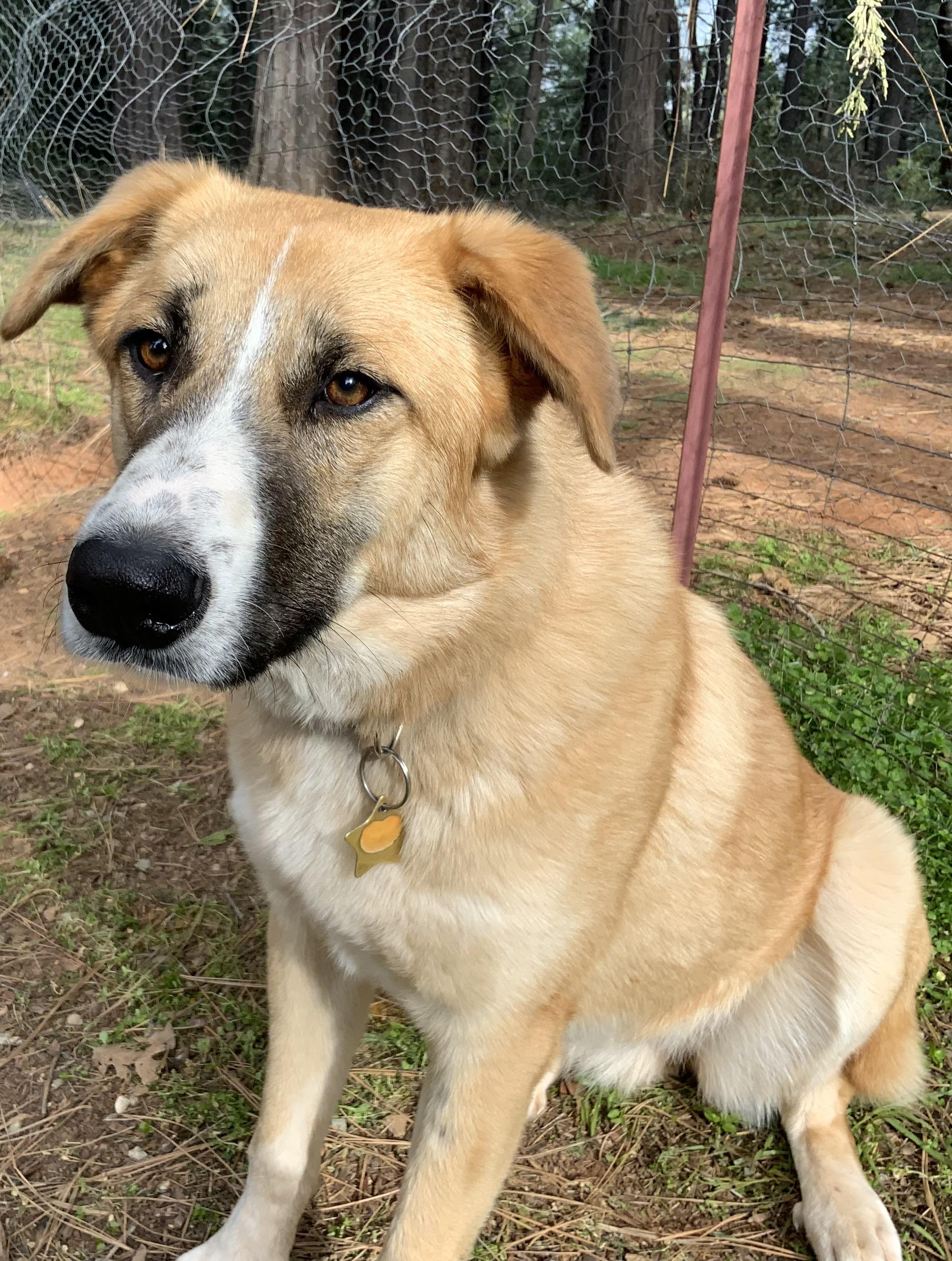 Enlarge Annie, a ADOPTABLE mixed breed in Rough And Ready, CA image 5/5
