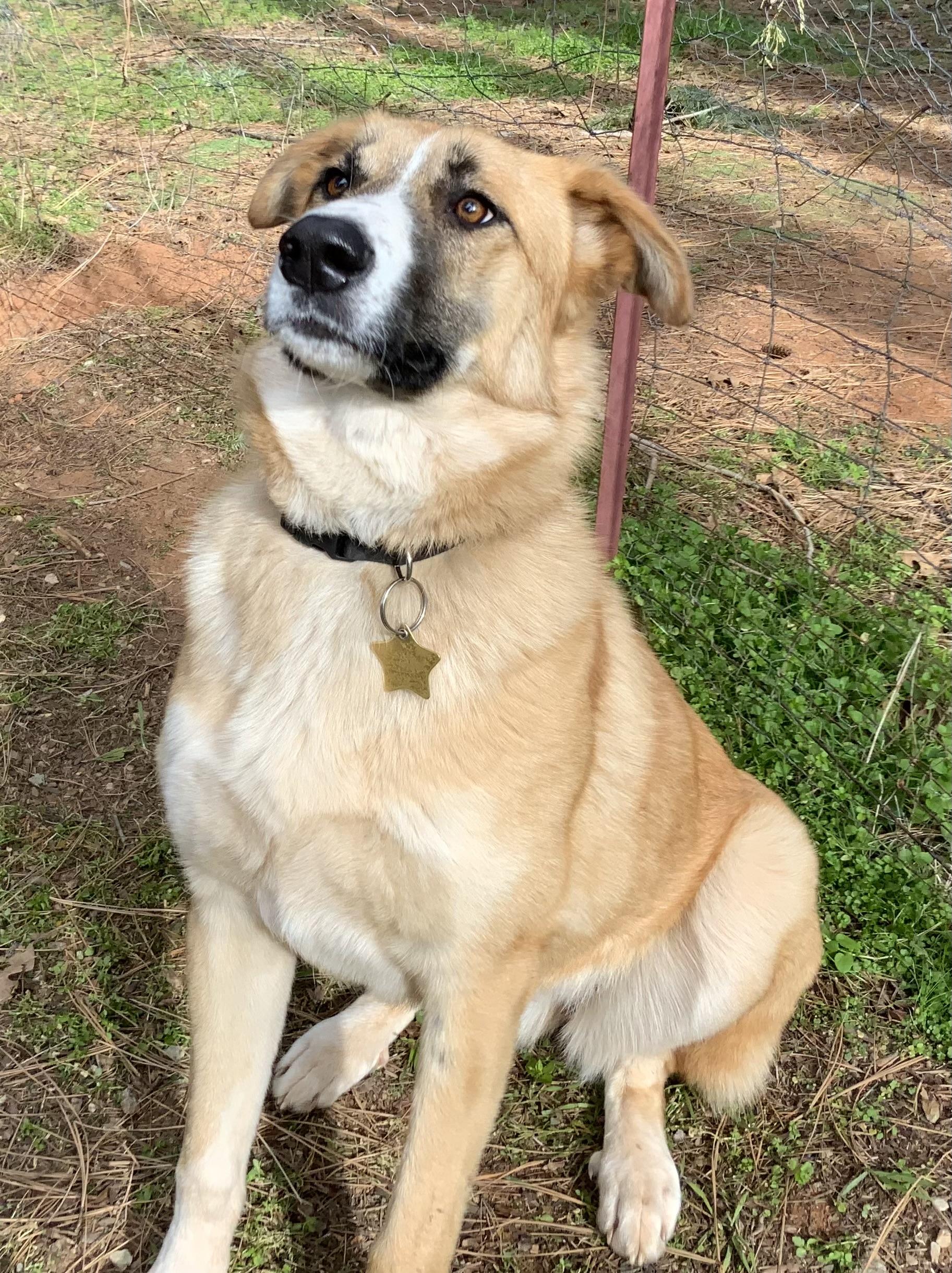 Enlarge Annie, a ADOPTABLE mixed breed in Rough And Ready, CA image 1/5
