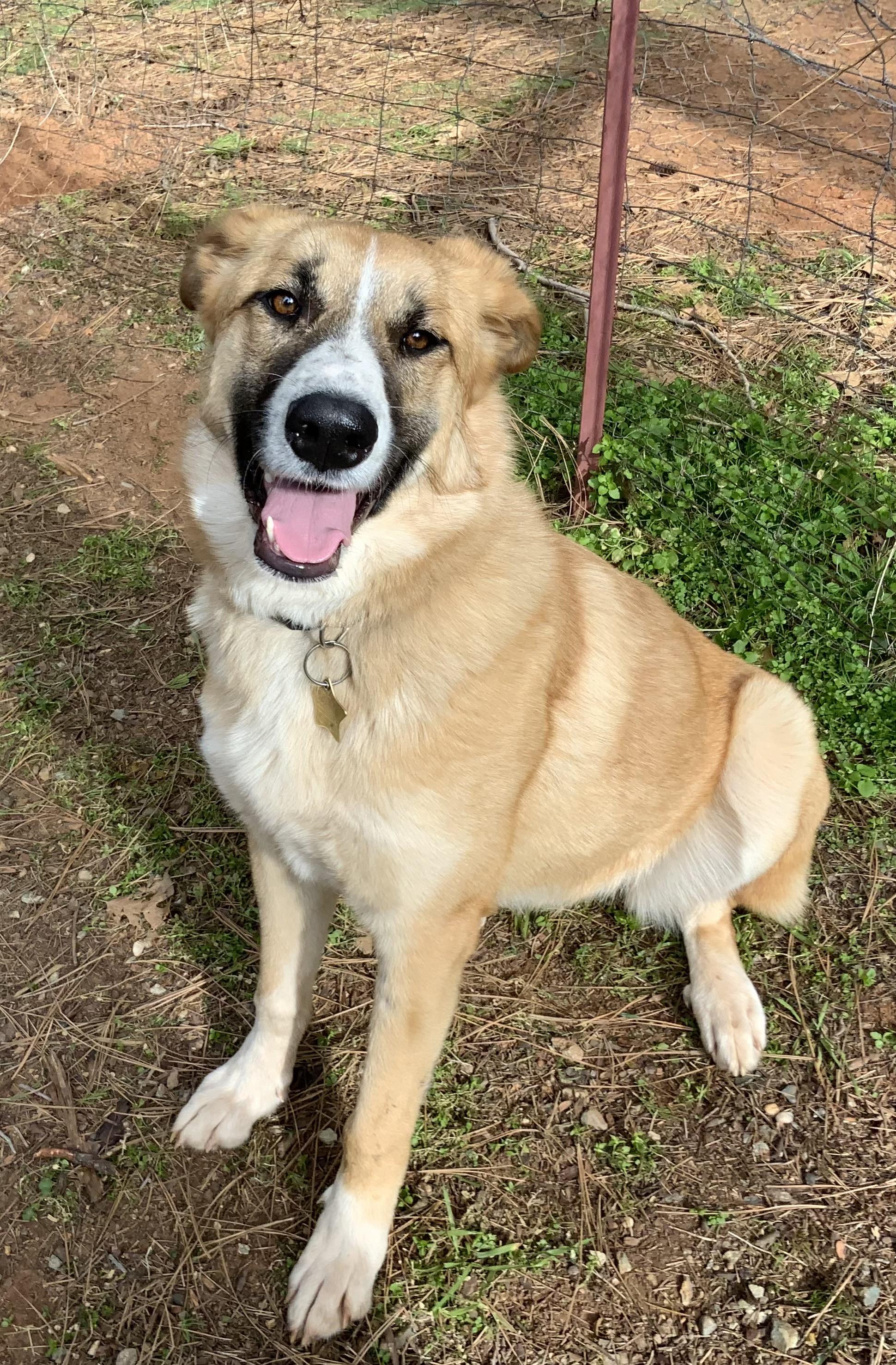 Enlarge Annie, a ADOPTABLE mixed breed in Rough And Ready, CA image 3/5