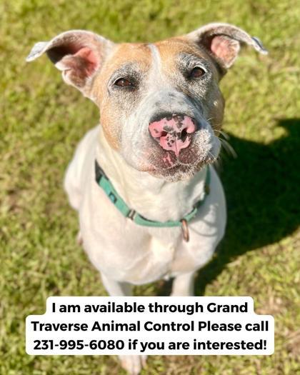 Molly 3993, Adoptable, Adult Female Mixed Breed & Mixed Breed.