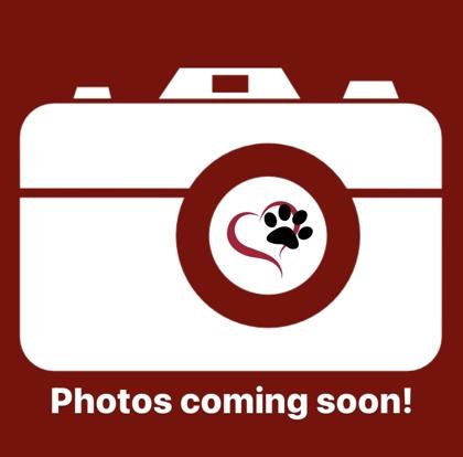 Molly 3993, Adoptable, Adult Female Mixed Breed & Mixed Breed.