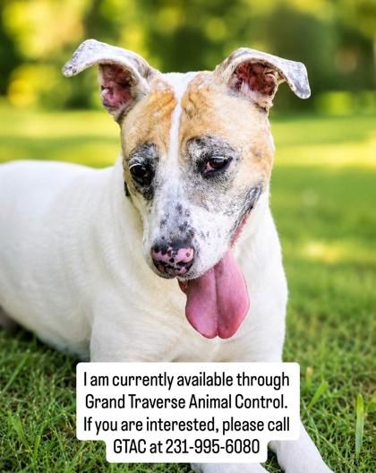 Enlarge Molly 3993, a Adoptable mixed breed in Traverse City, MI image 2/2