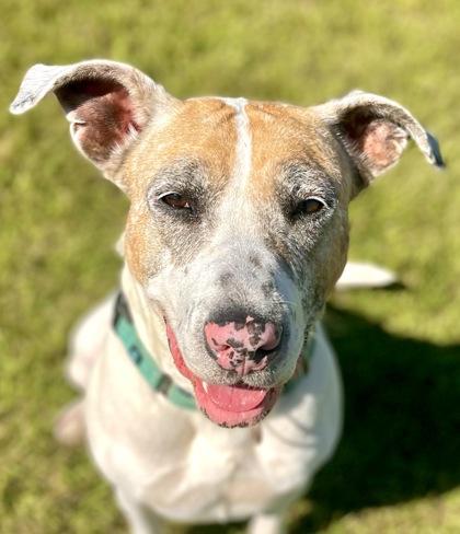 Enlarge Molly 3993, a Adoptable mixed breed in Traverse City, MI image 2/3