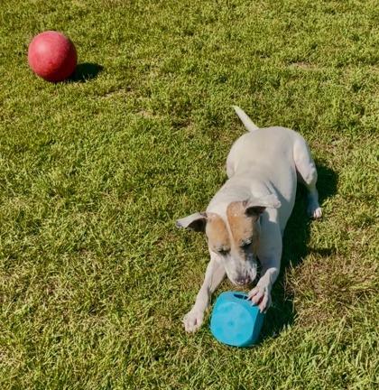 Enlarge Molly 3993, a Adoptable mixed breed in Traverse City, MI image 3/3
