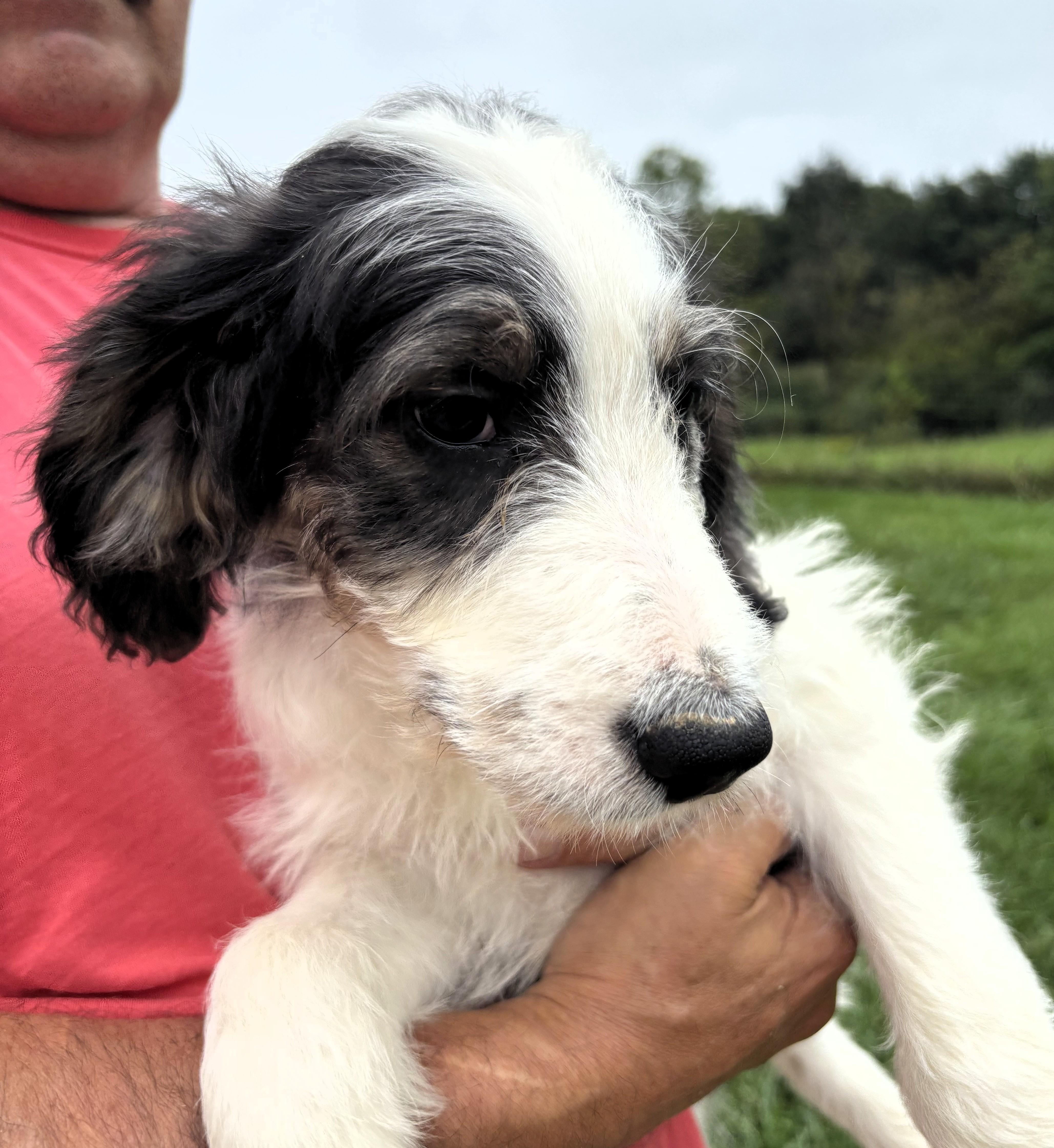 Enlarge St Bernard/Poodle Pups, a Adoptable mixed breed in Frederick, MD image 3/3