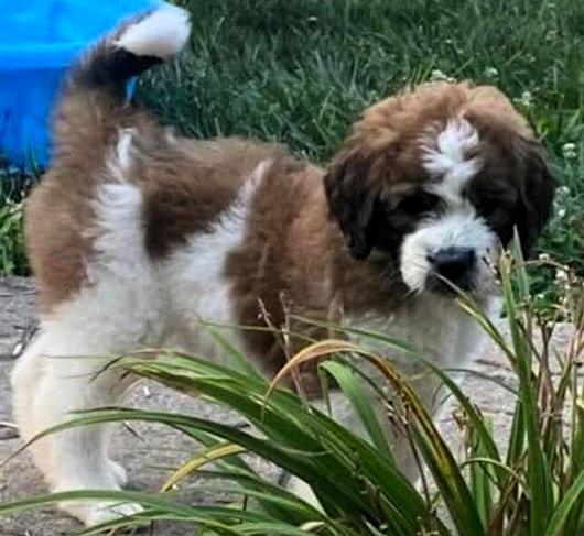 St Bernard/Poodle Pups, Adoptable, Puppy Male Saint Bernard & Poodle.